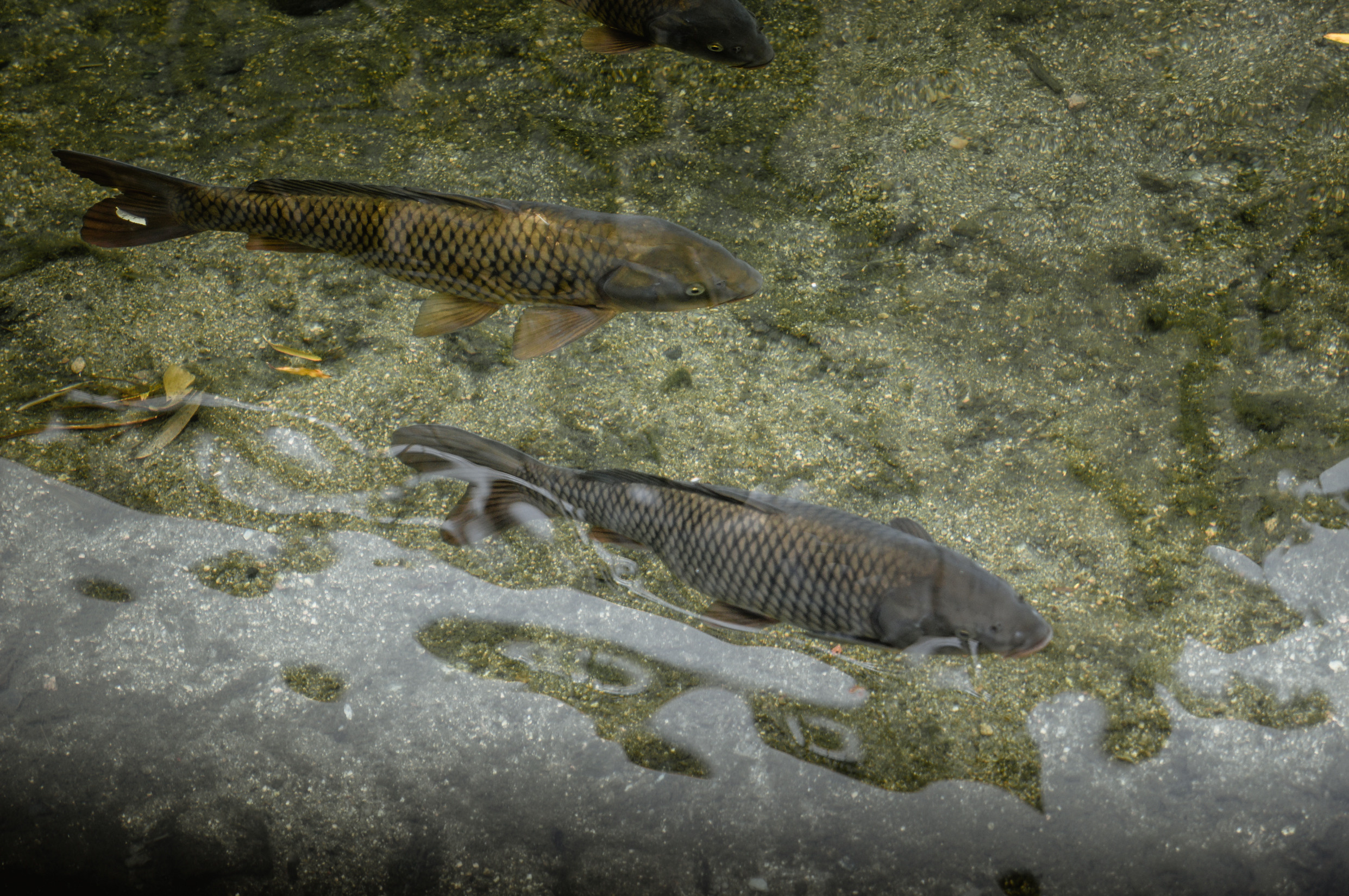 ЮВА: Южная Корея, Вьетнам, Камбоджа, Лаос. Фотограф в Хабаровске. Фотография за 24 часа