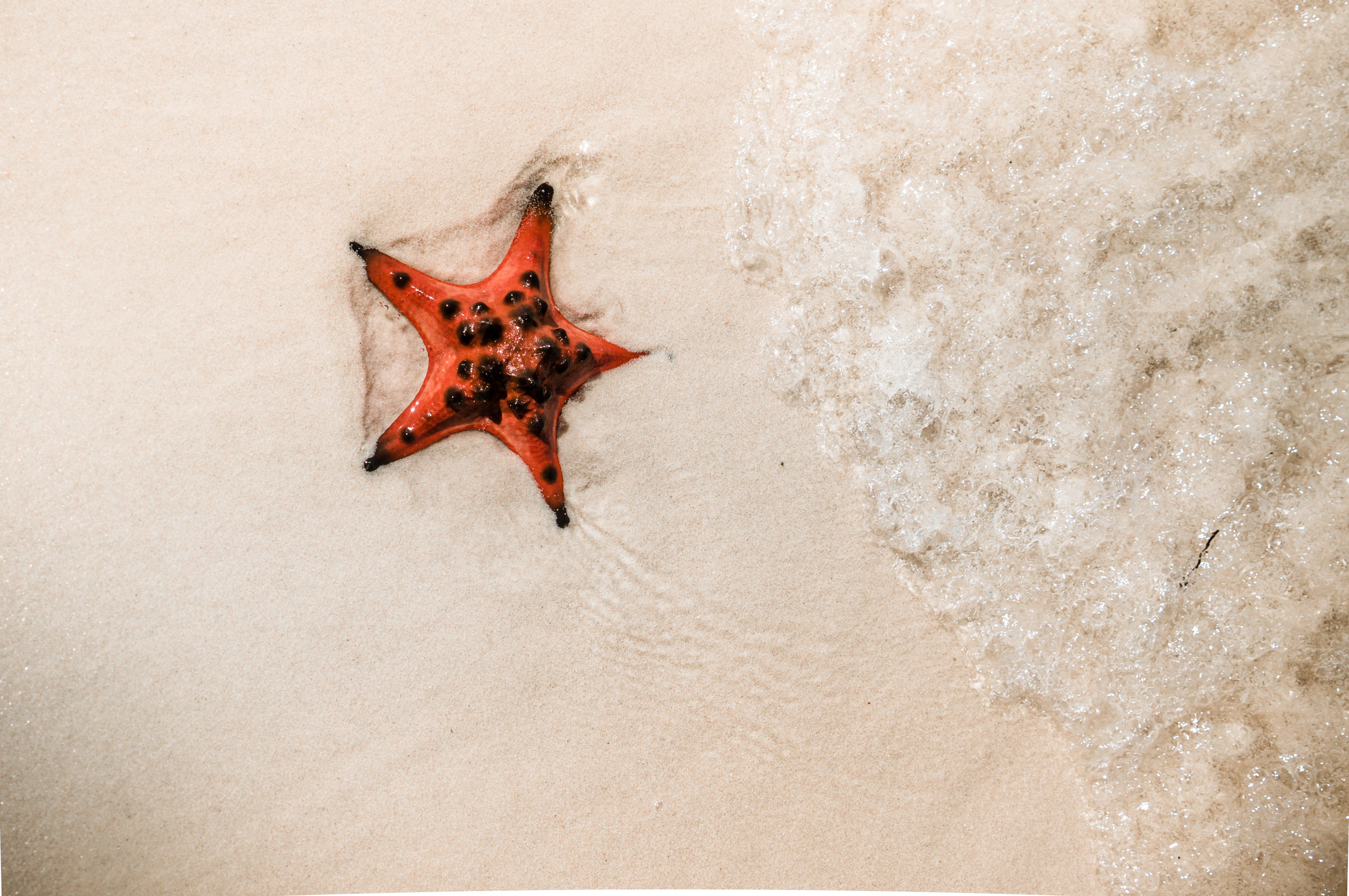 ЮВА: Южная Корея, Вьетнам, Камбоджа, Лаос. Фотограф в Хабаровске. Фотография за 24 часа