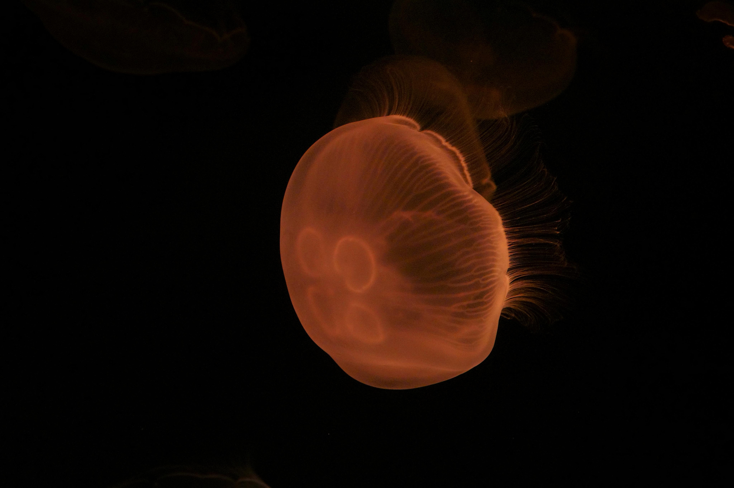 Корея октябрь 2015. Фотограф в Хабаровске. Фотография за 24 часа