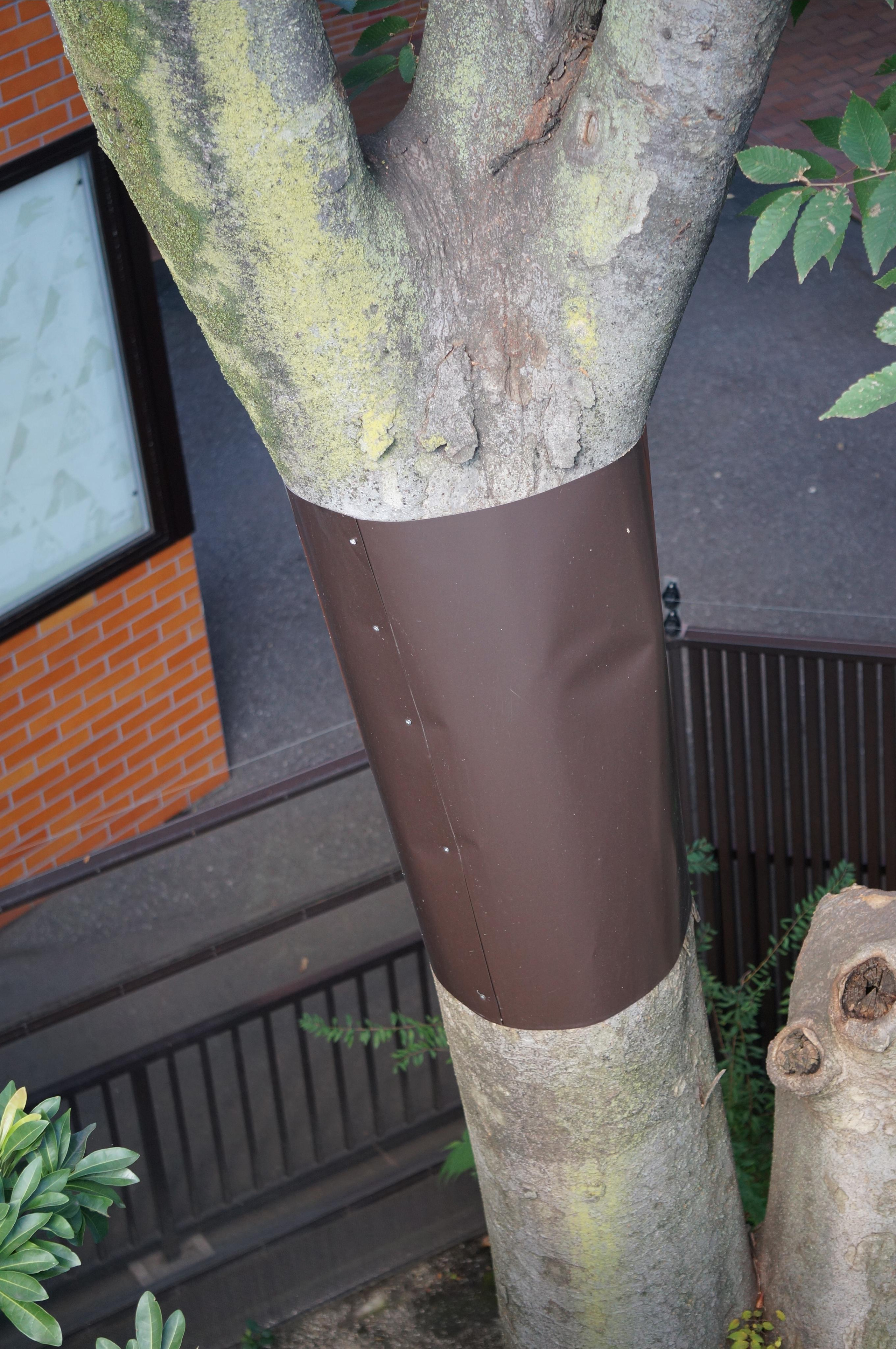 Япония. Токио, Киото. Фотограф в Хабаровске. Фотография за 24 часа