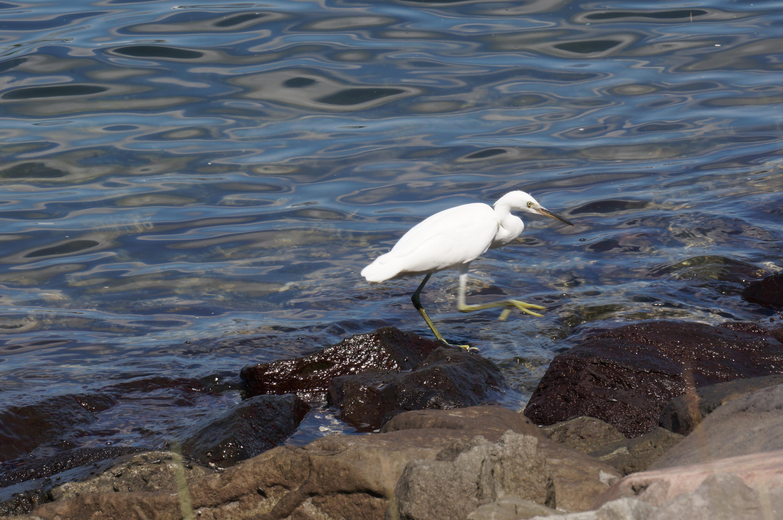 Япония. Токио, Киото. Фотограф в Хабаровске. Фотография за 24 часа