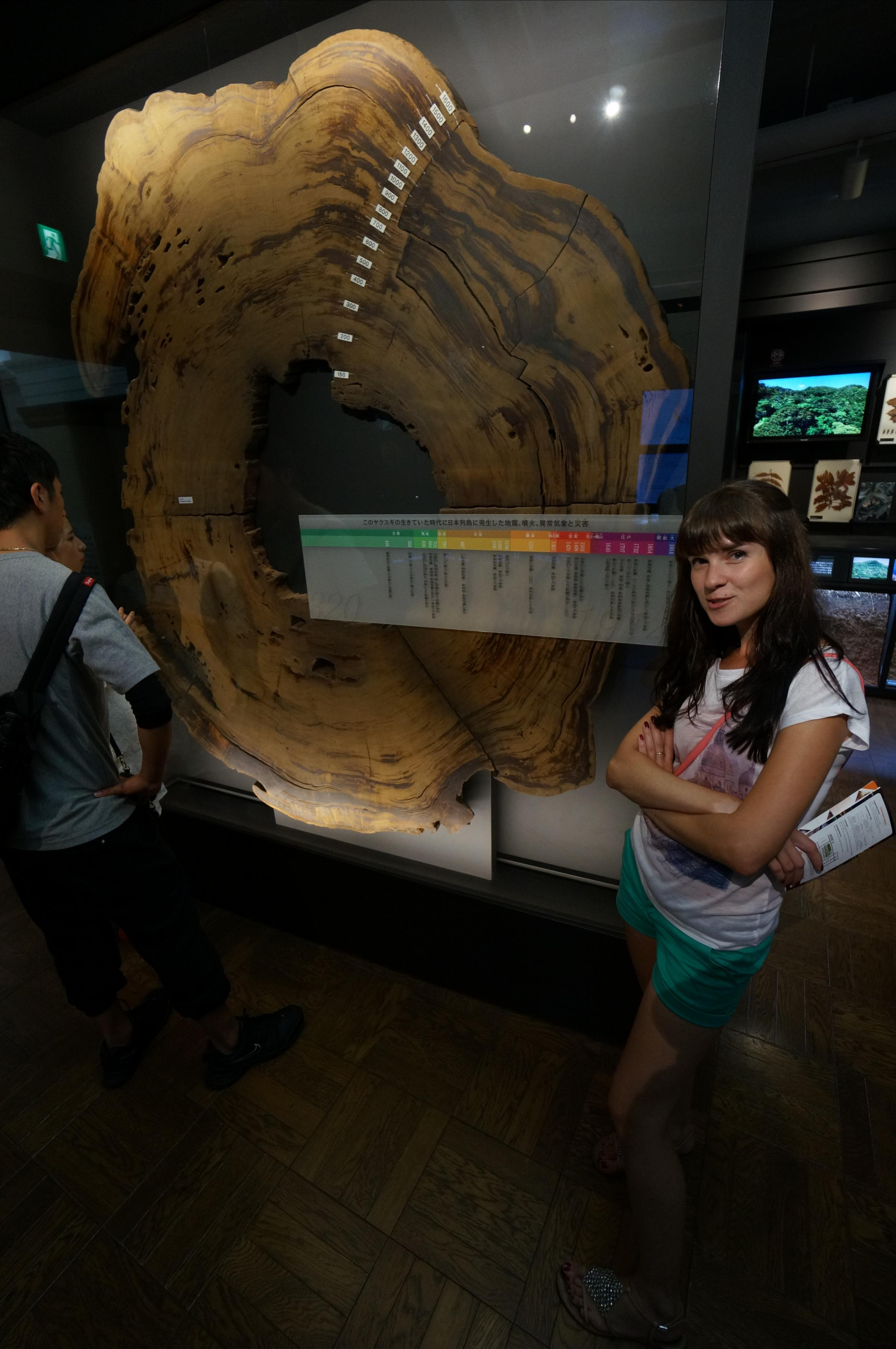 Япония. Токио, Киото. Фотограф в Хабаровске. Фотография за 24 часа