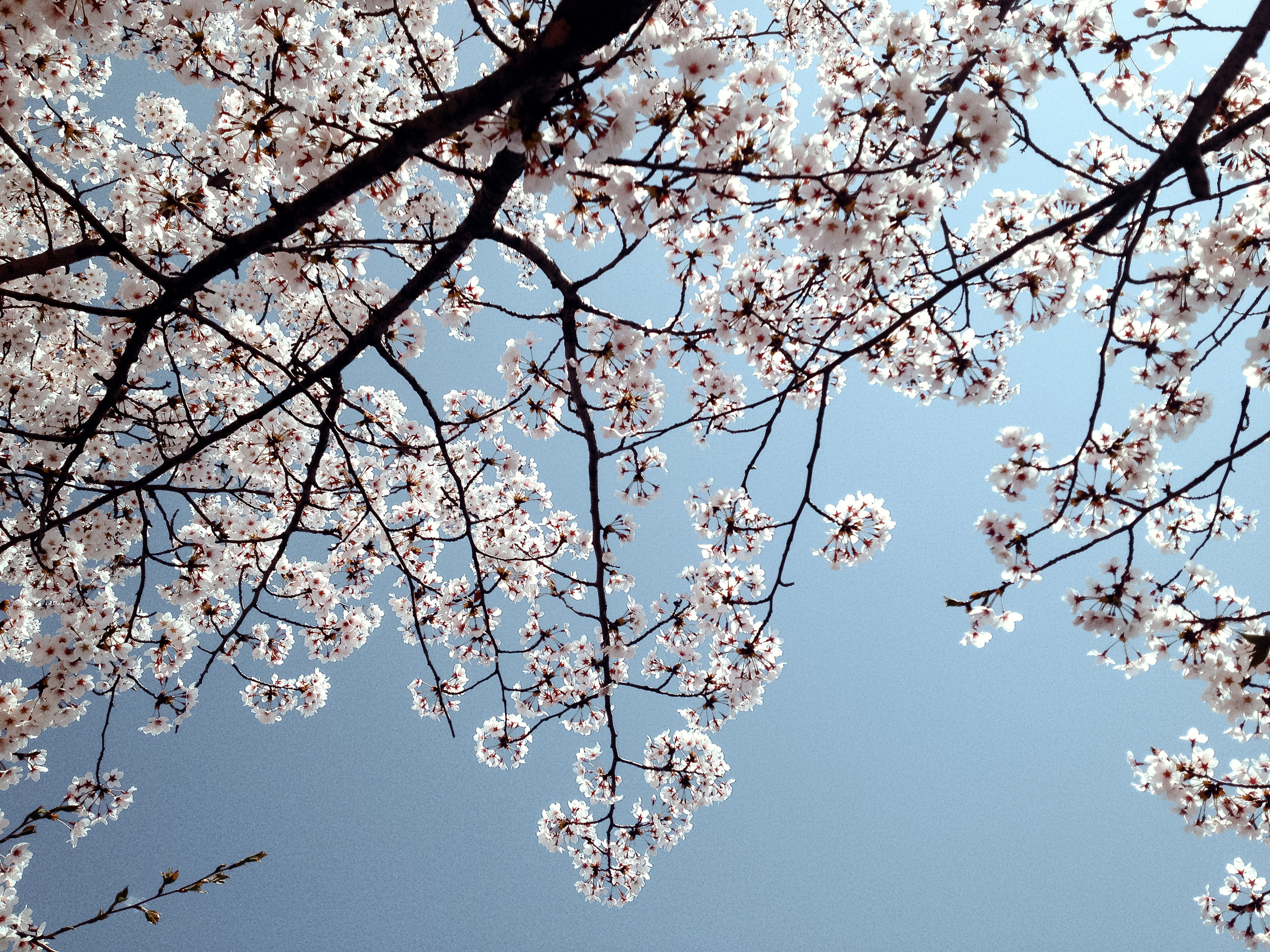 Корея 2014. Фотограф в Хабаровске. Фотография за 24 часа