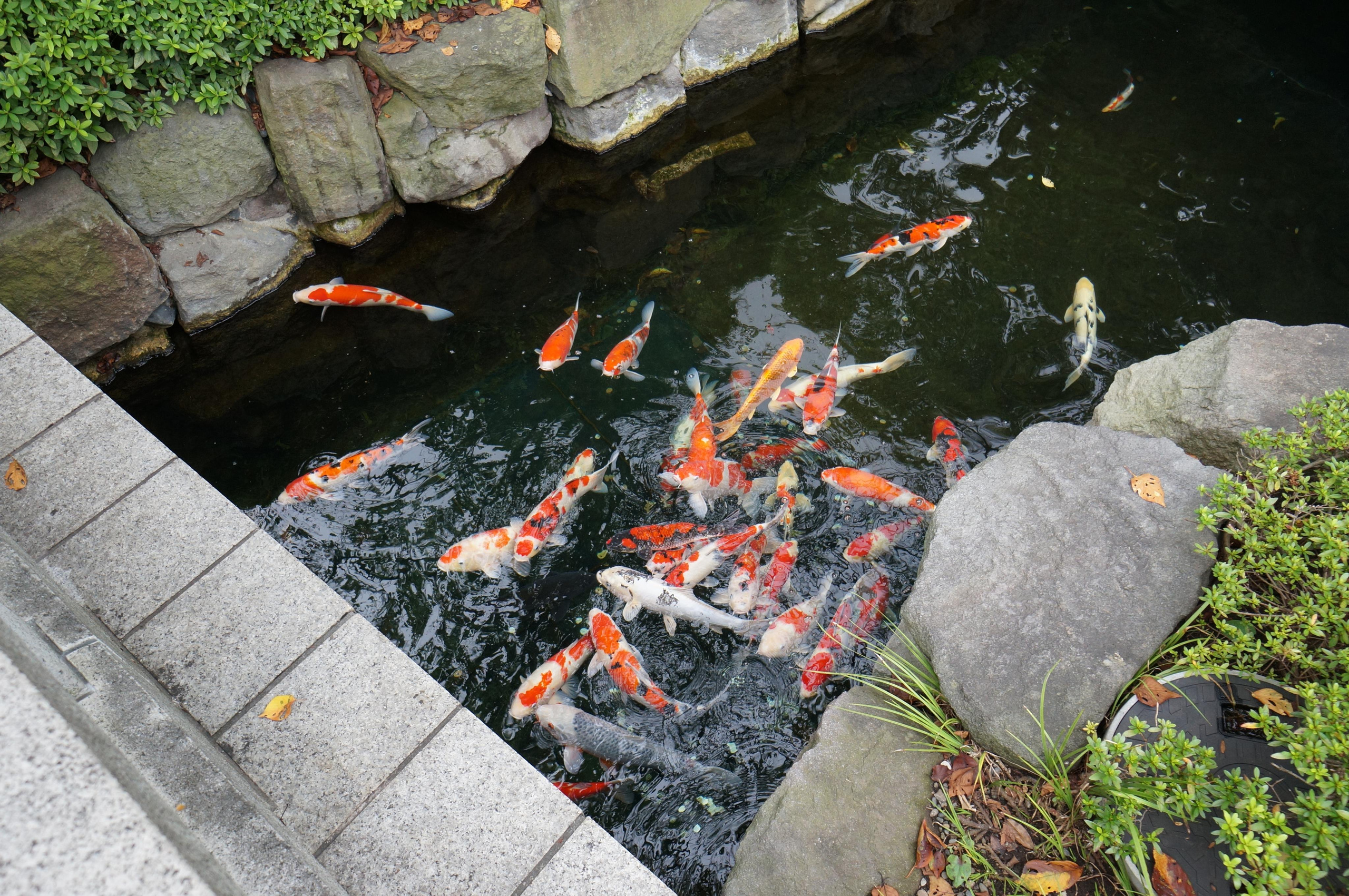 Япония. Токио, Киото. Фотограф в Хабаровске. Фотография за 24 часа