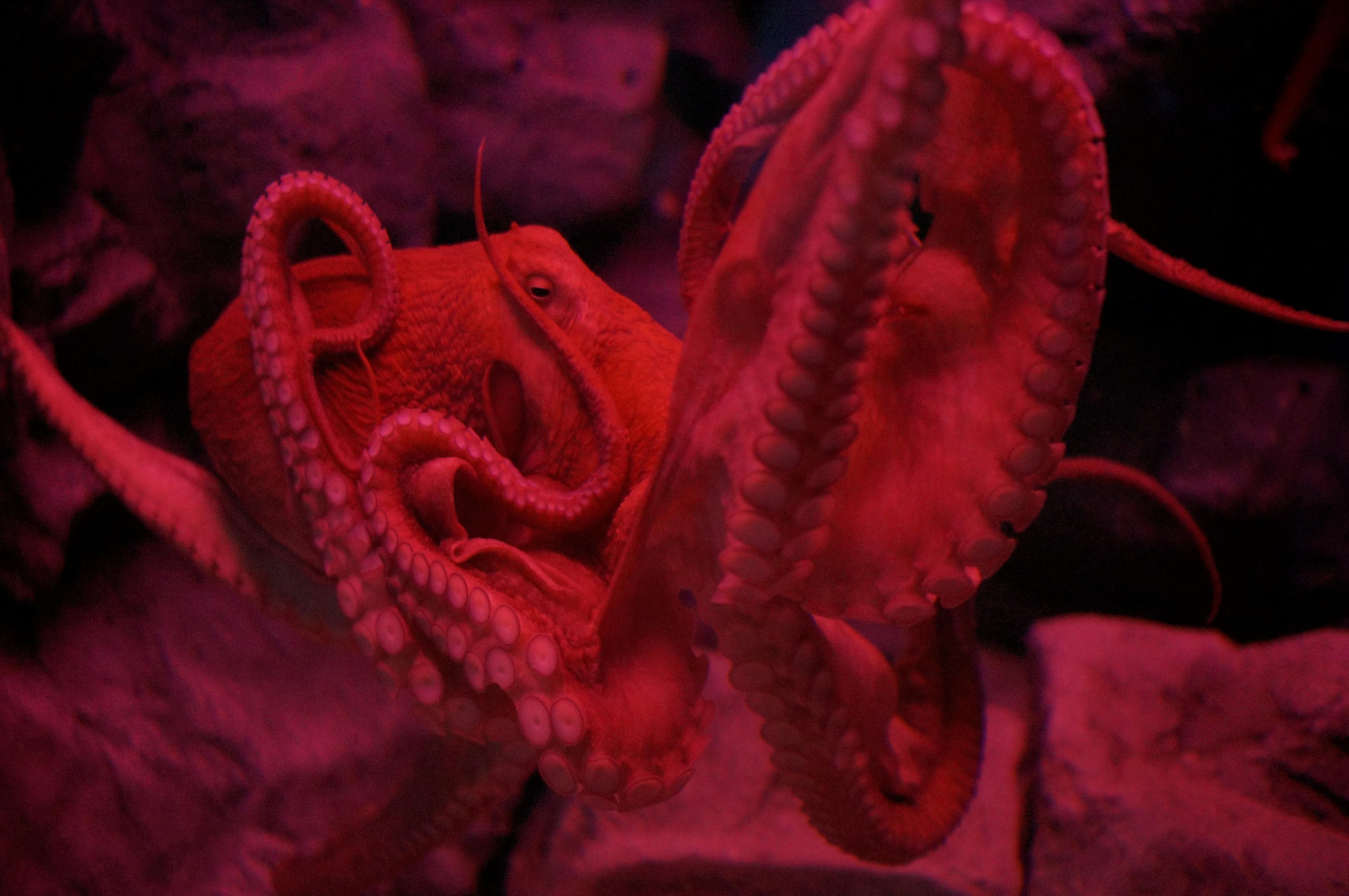 Корея октябрь 2015. Фотограф в Хабаровске. Фотография за 24 часа