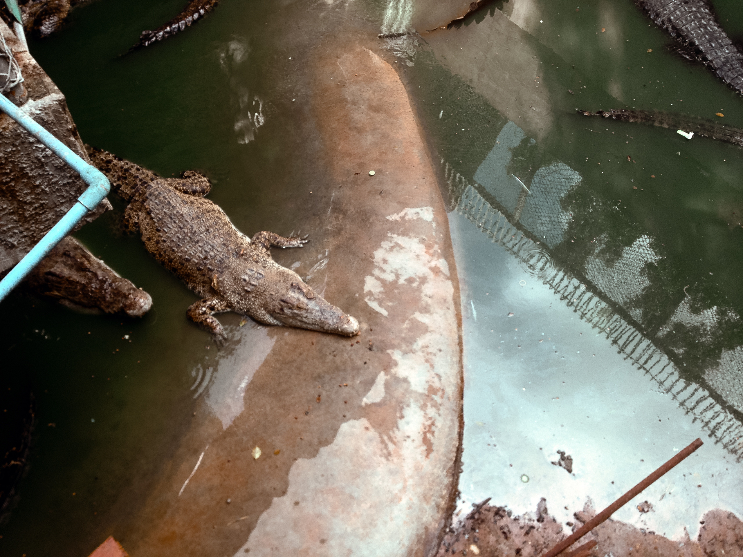 Тайланд. Паттая. Фотограф в Хабаровске. Фотография за 24 часа