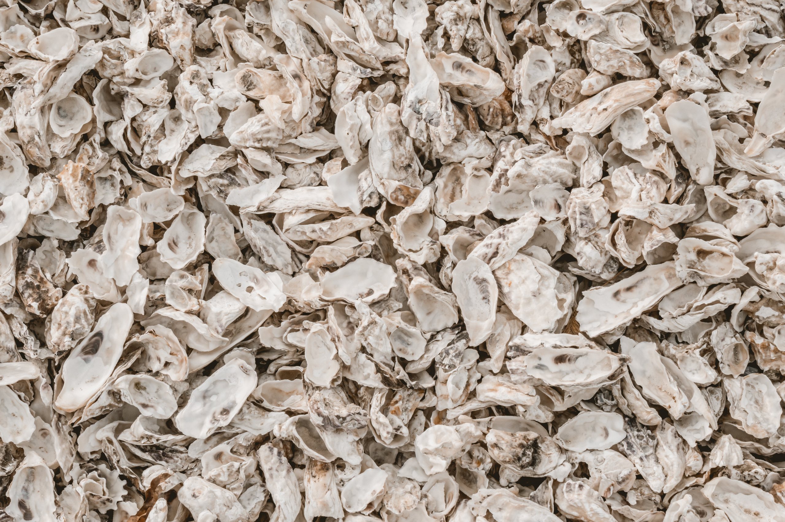 Корея ноябрь 2016. Фотограф в Хабаровске. Фотография за 24 часа