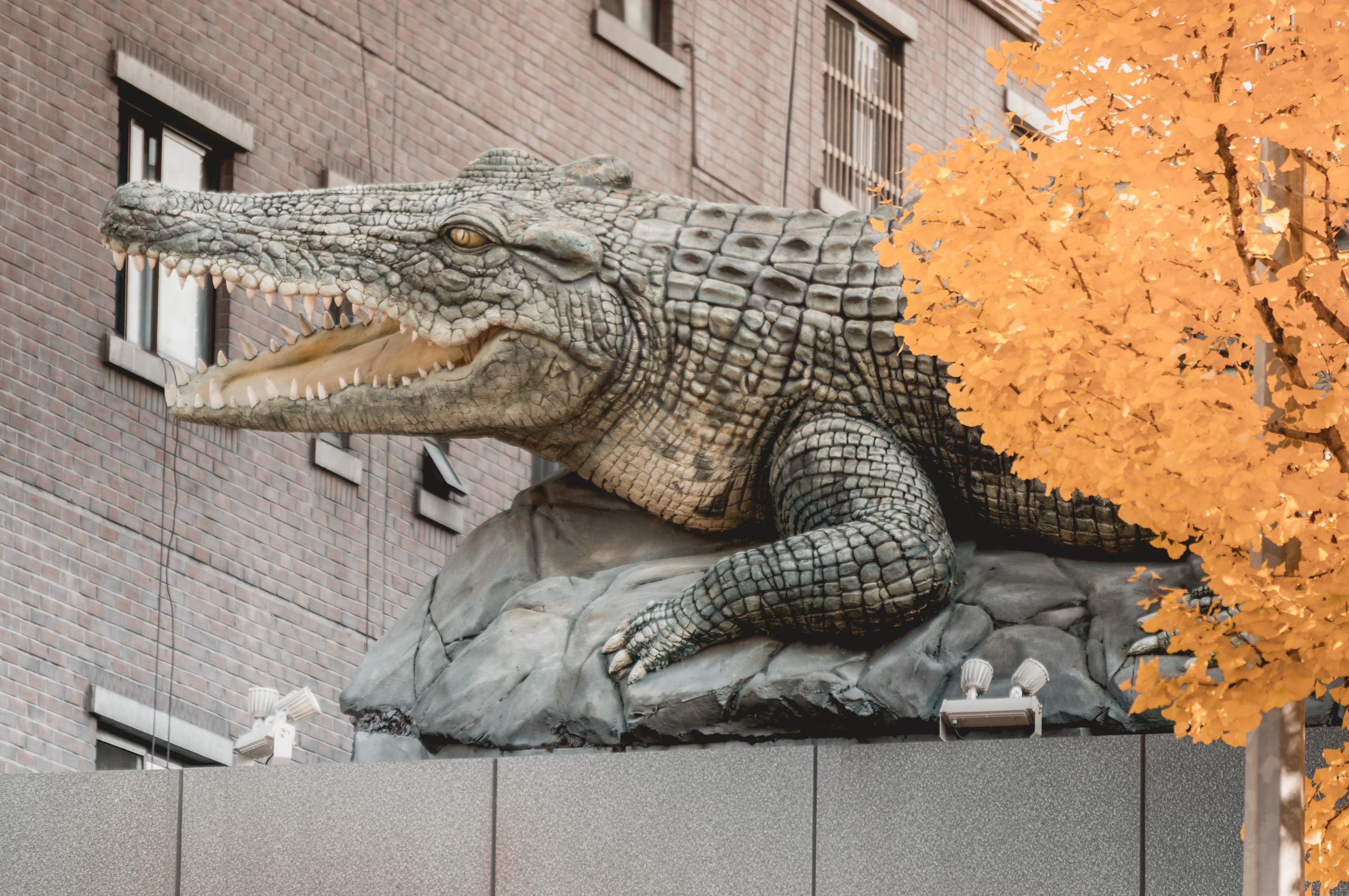 Корея ноябрь 2016. Фотограф в Хабаровске. Фотография за 24 часа