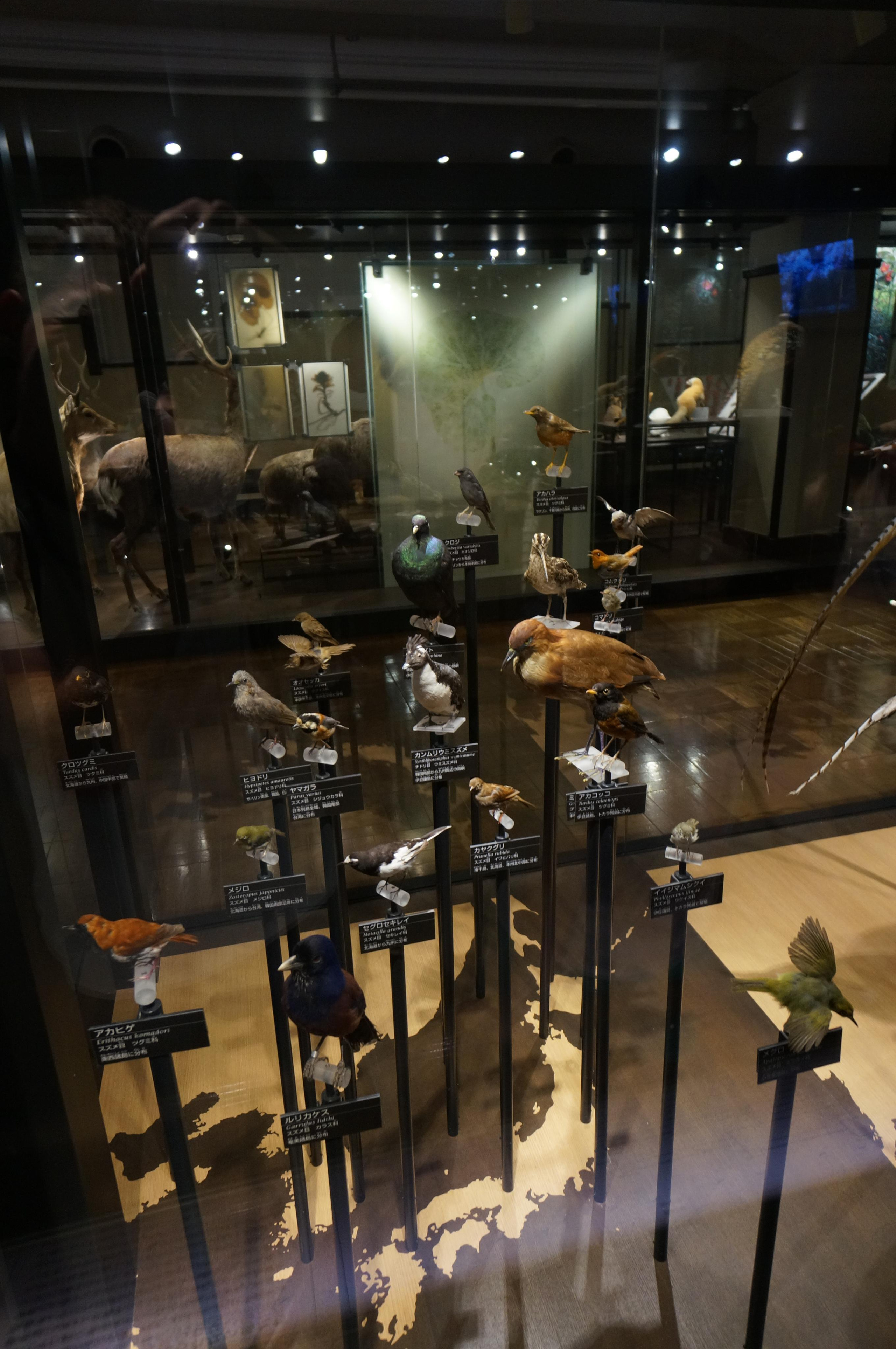 Япония. Токио, Киото. Фотограф в Хабаровске. Фотография за 24 часа