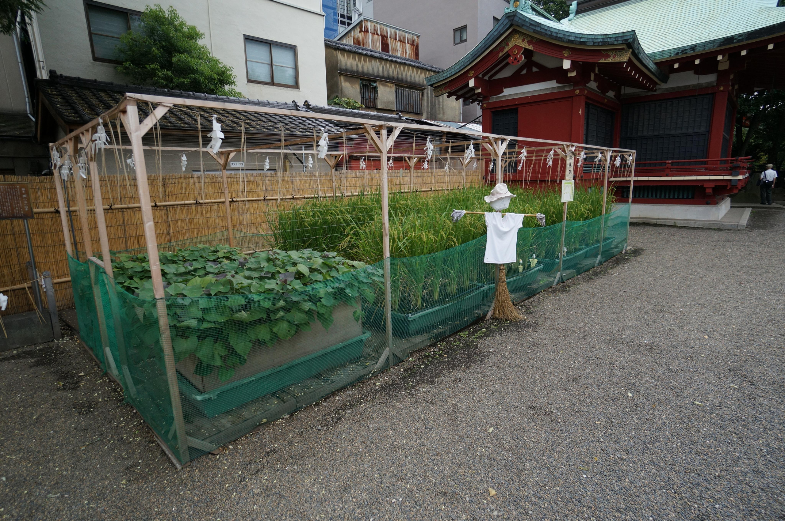 Япония. Токио, Киото. Фотограф в Хабаровске. Фотография за 24 часа