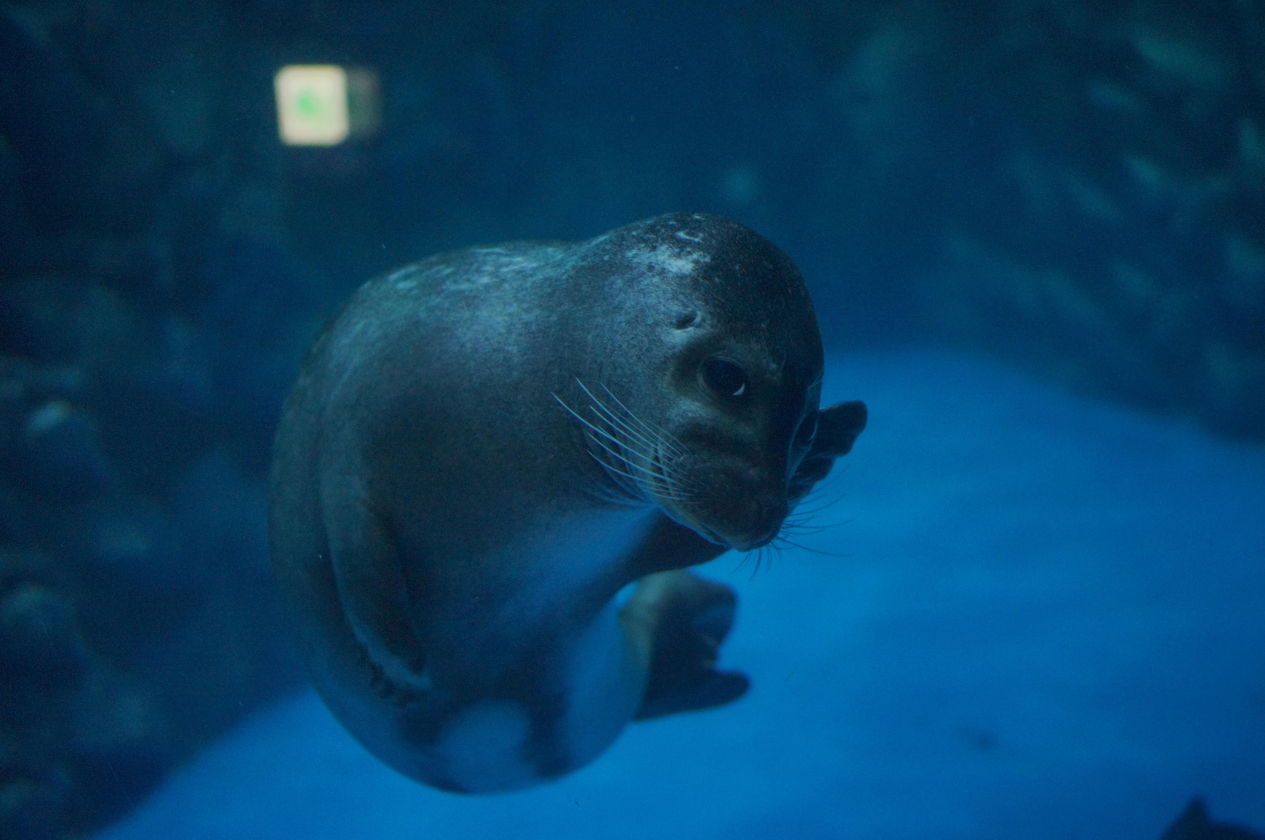 Корея октябрь 2015. Фотограф в Хабаровске. Фотография за 24 часа