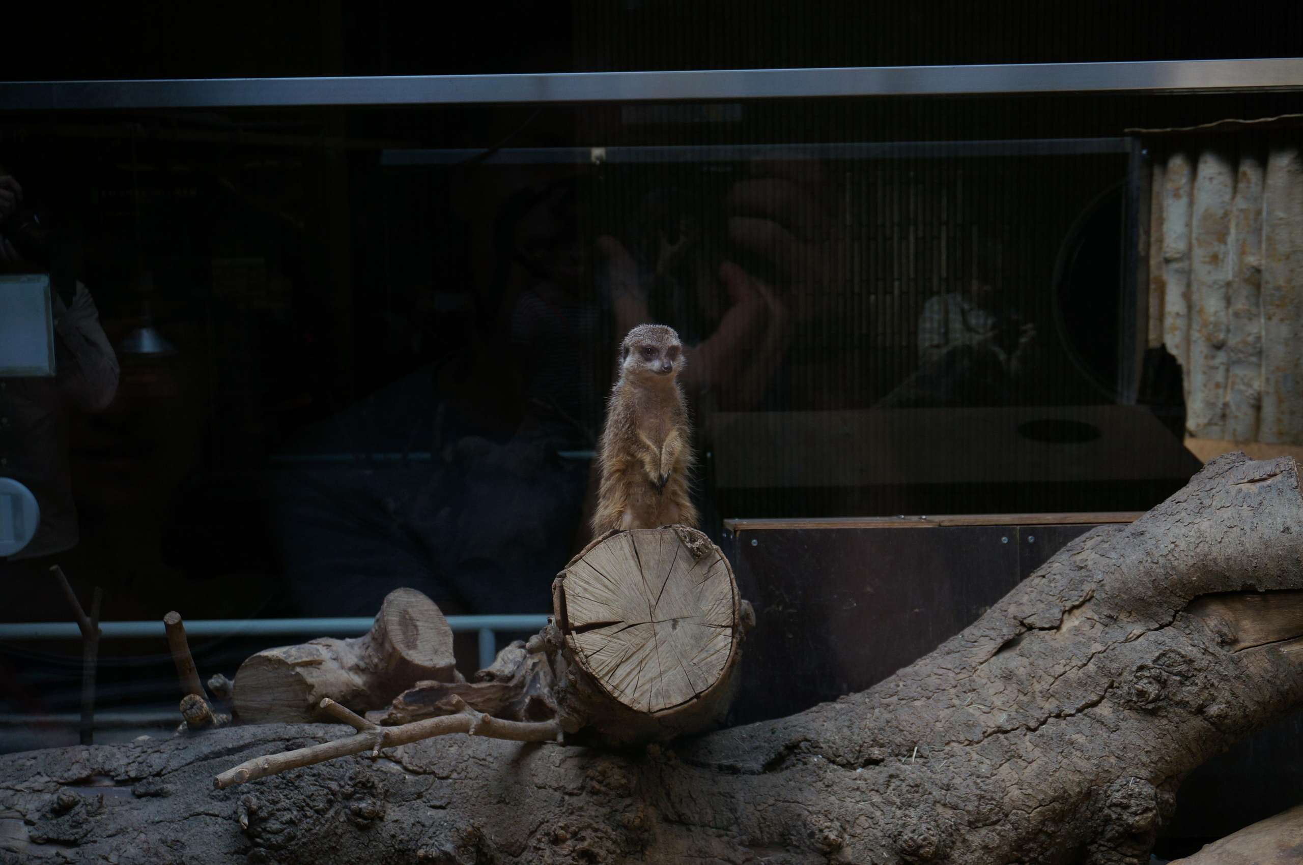 Япония. Токио, Киото. Фотограф в Хабаровске. Фотография за 24 часа