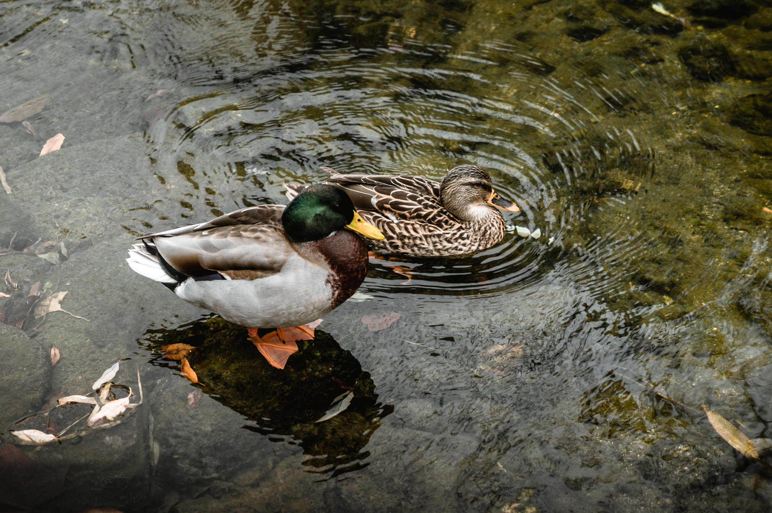 ЮВА: Южная Корея, Вьетнам, Камбоджа, Лаос. Фотограф в Хабаровске. Фотография за 24 часа