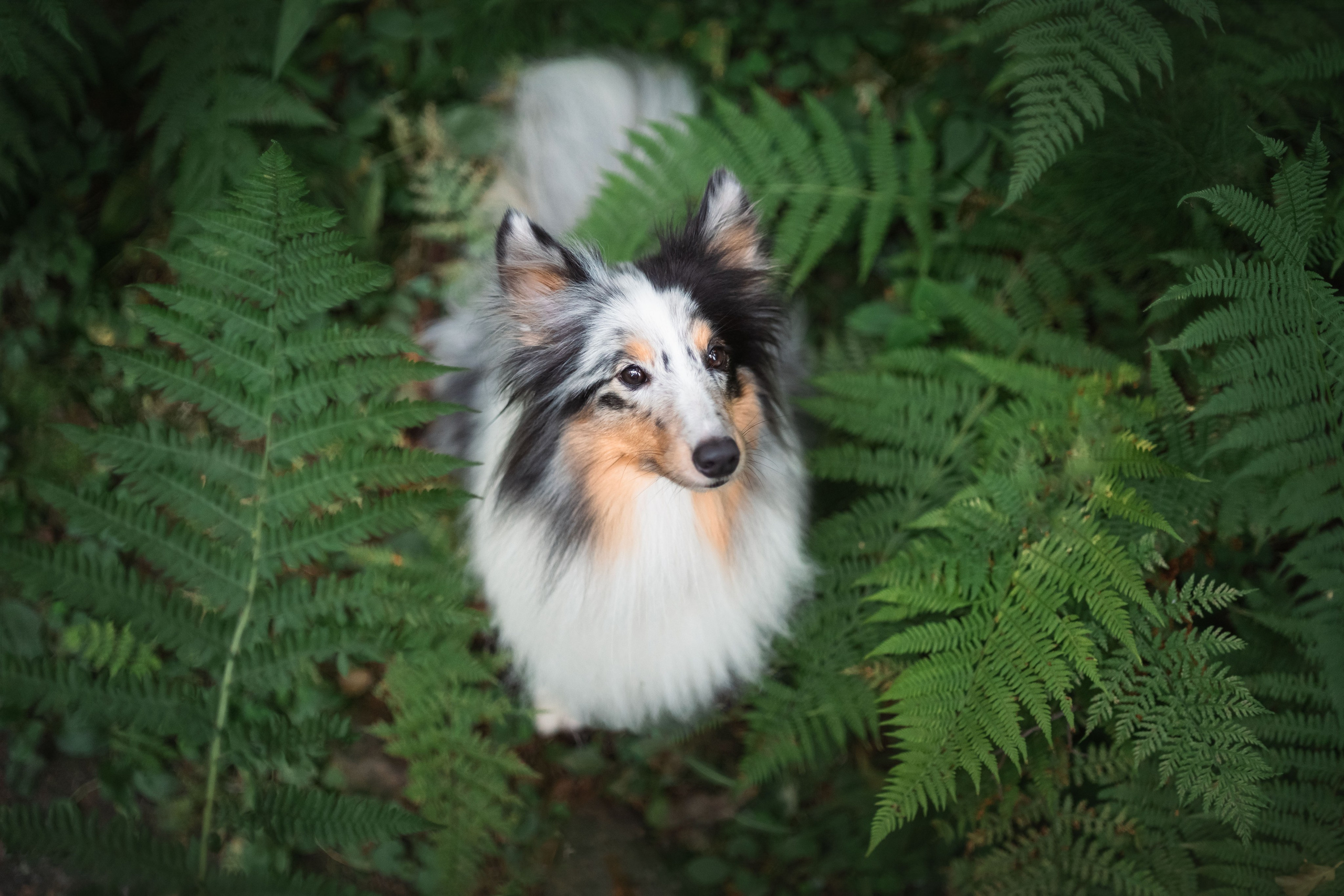 Лесная Элис. Фотограф анималист