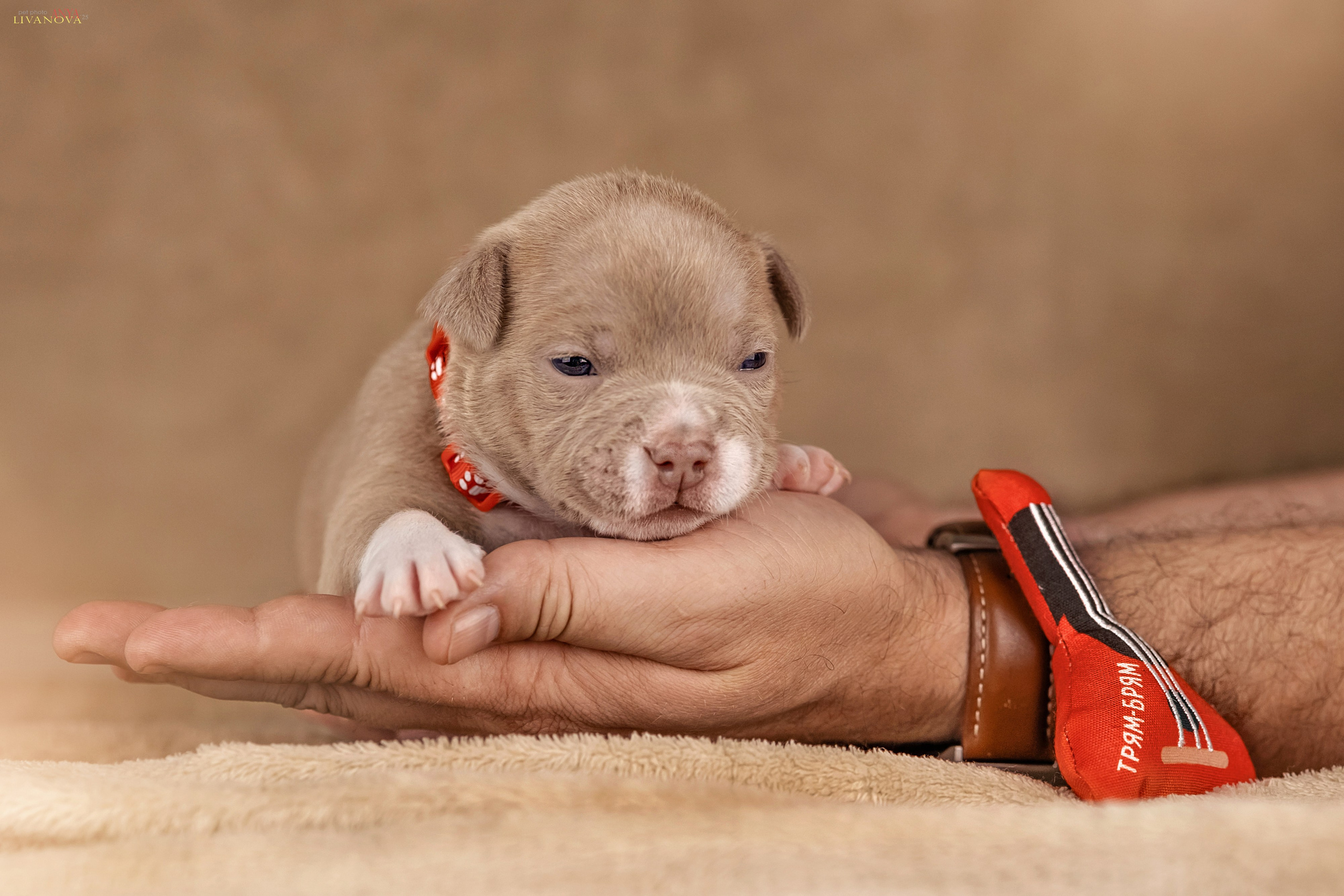 Амбулли. Фотограф анималист Аня Ливанова | Рыбинск