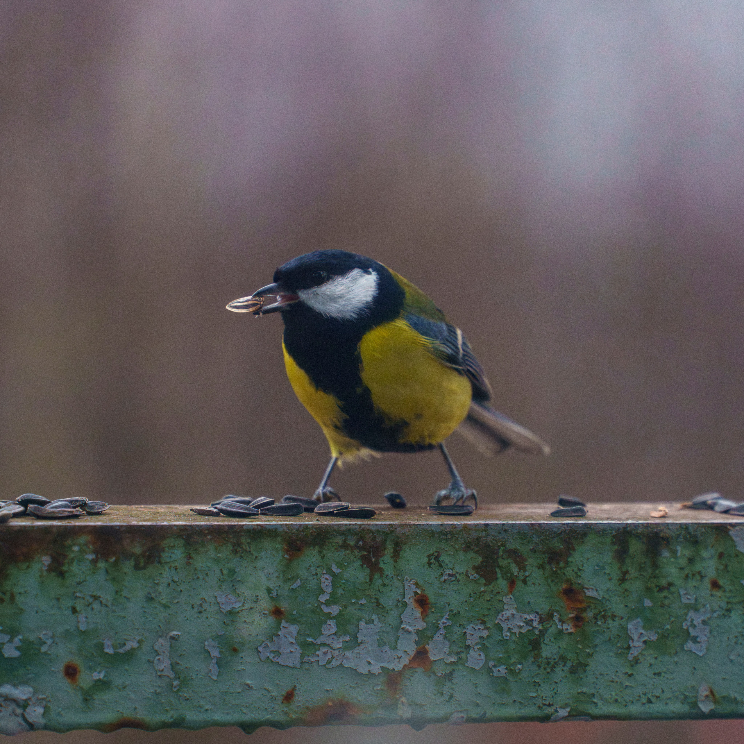 Animals — Животные