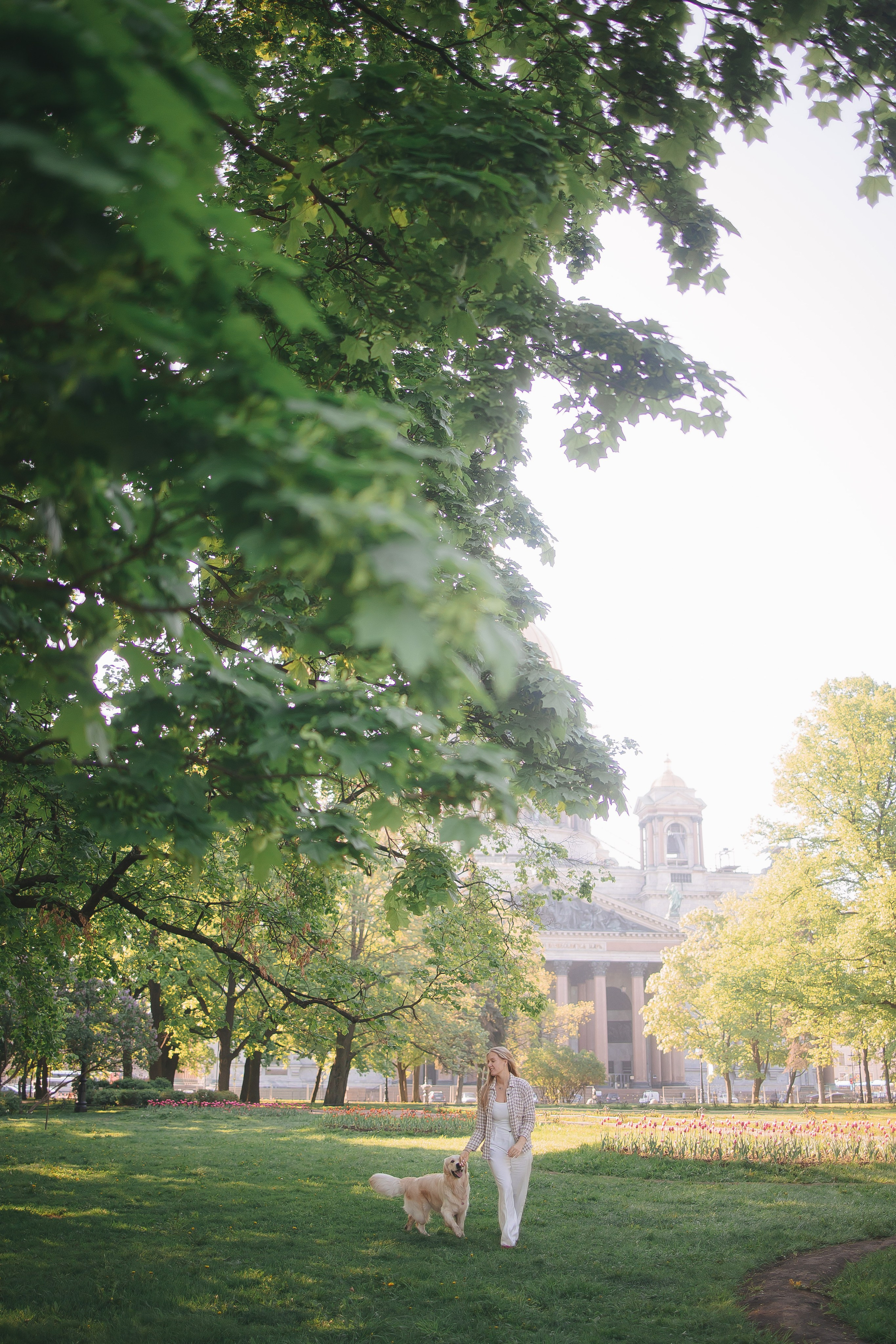 Золотистый ретривер Мона, Питер. Свадебный и женский фотограф