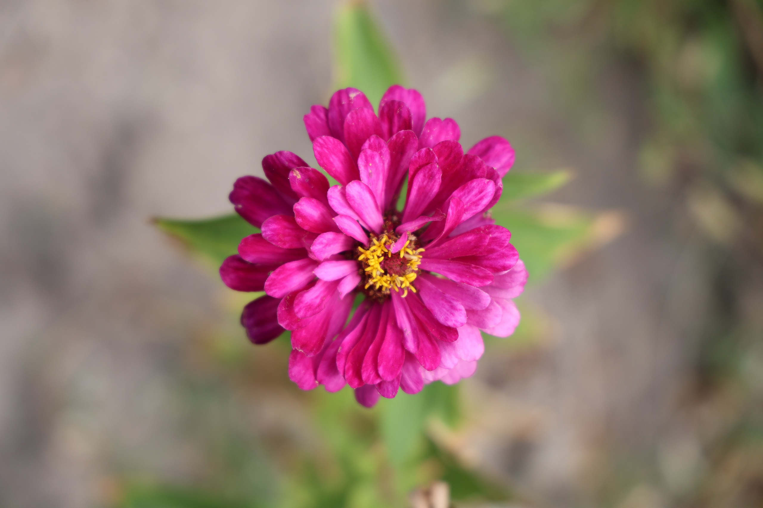 Ставрополец — Оздоровительный пансионат | с. Широкая Балка г. Новороссийск