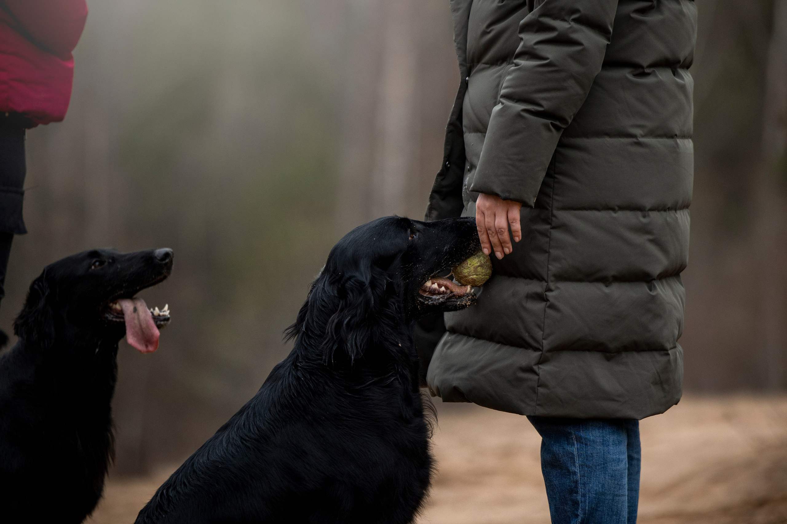 Ора, Ева, Рози и их семья. Фотограф — Анималист | Санкт-Петербург