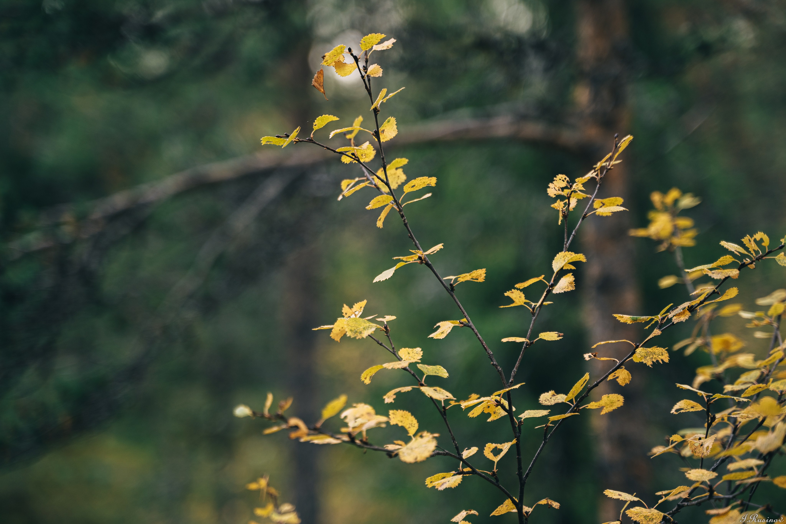 ХИБИНЫ 2021 г. Event фотограф Степанова Александра