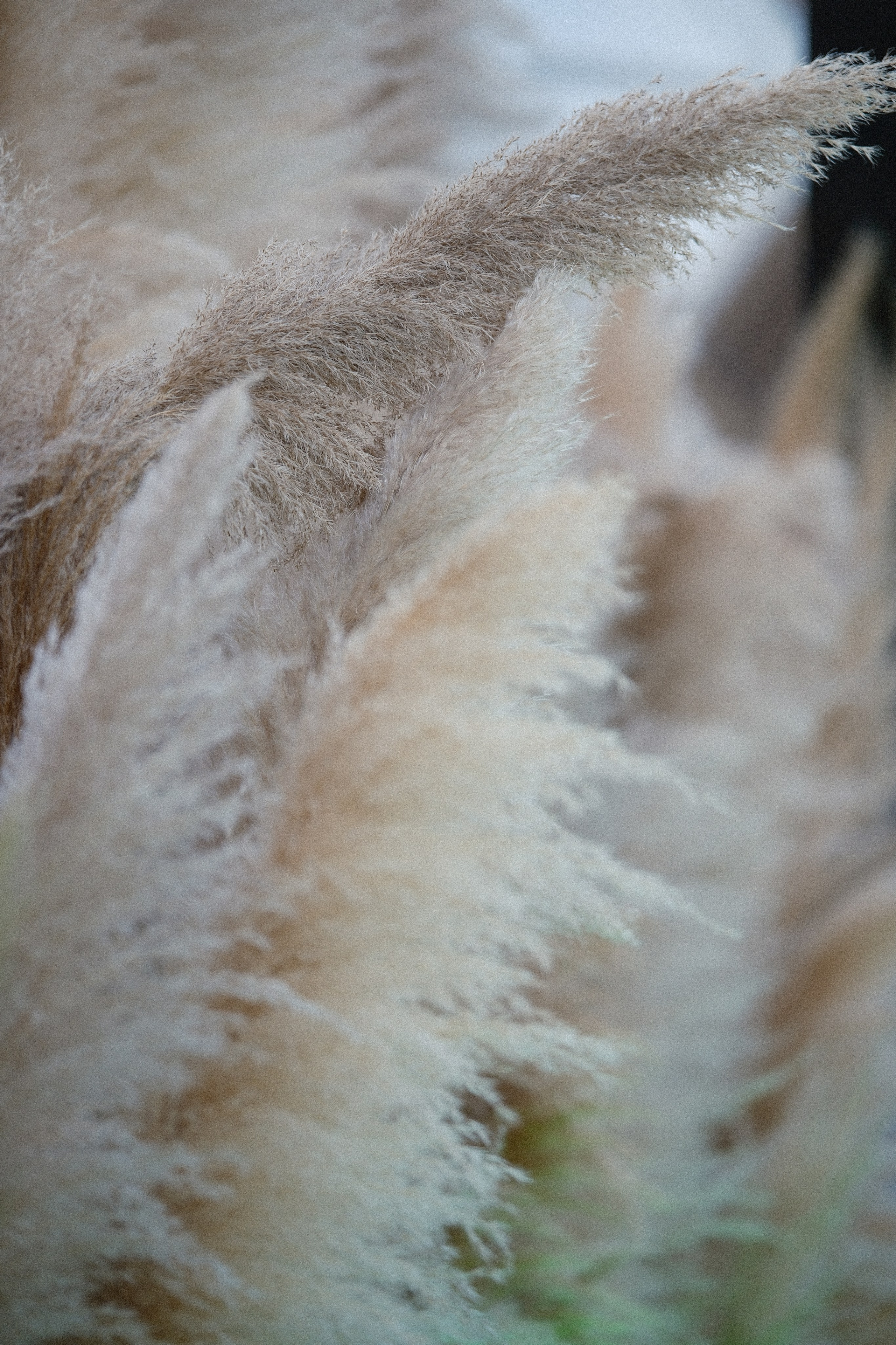 Private anniversary / Тополиный пух. Частный эвент. Wedding / Event videographer and photographer around the world