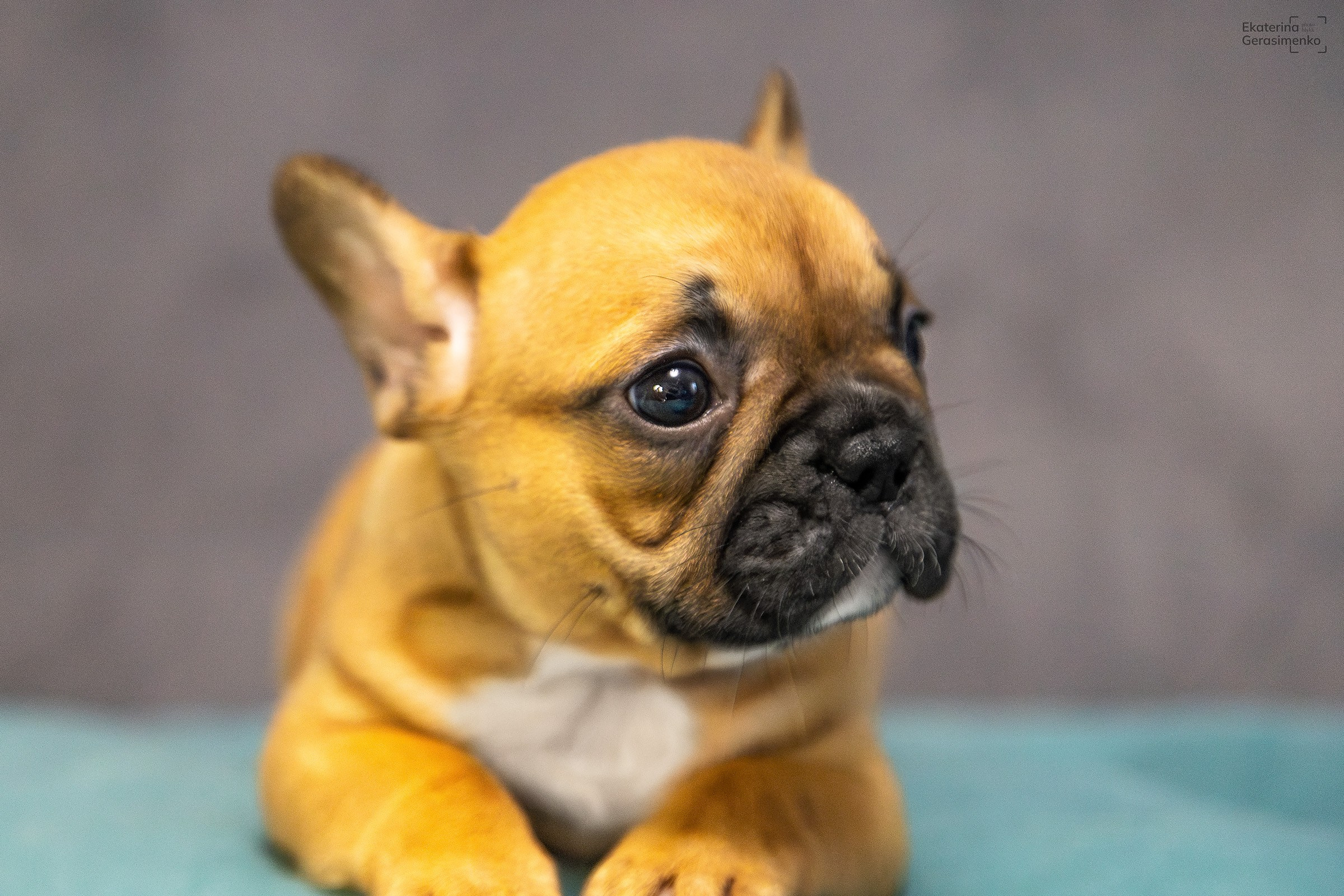 Щенки французского бульдога. Htykk_photo