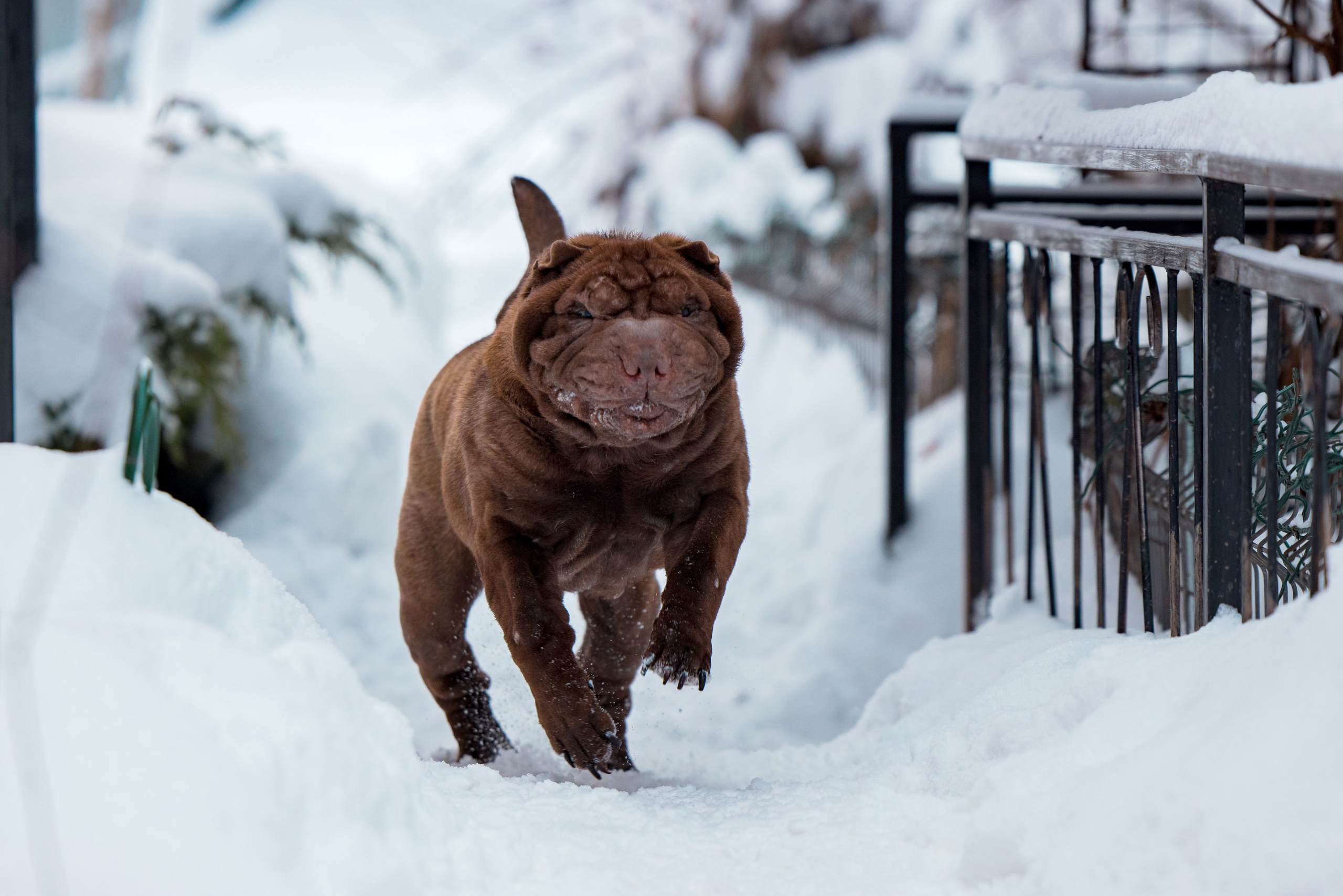 В гостях у шарпеев 16.01.2024. Фотограф-анималист Юлия Германика
