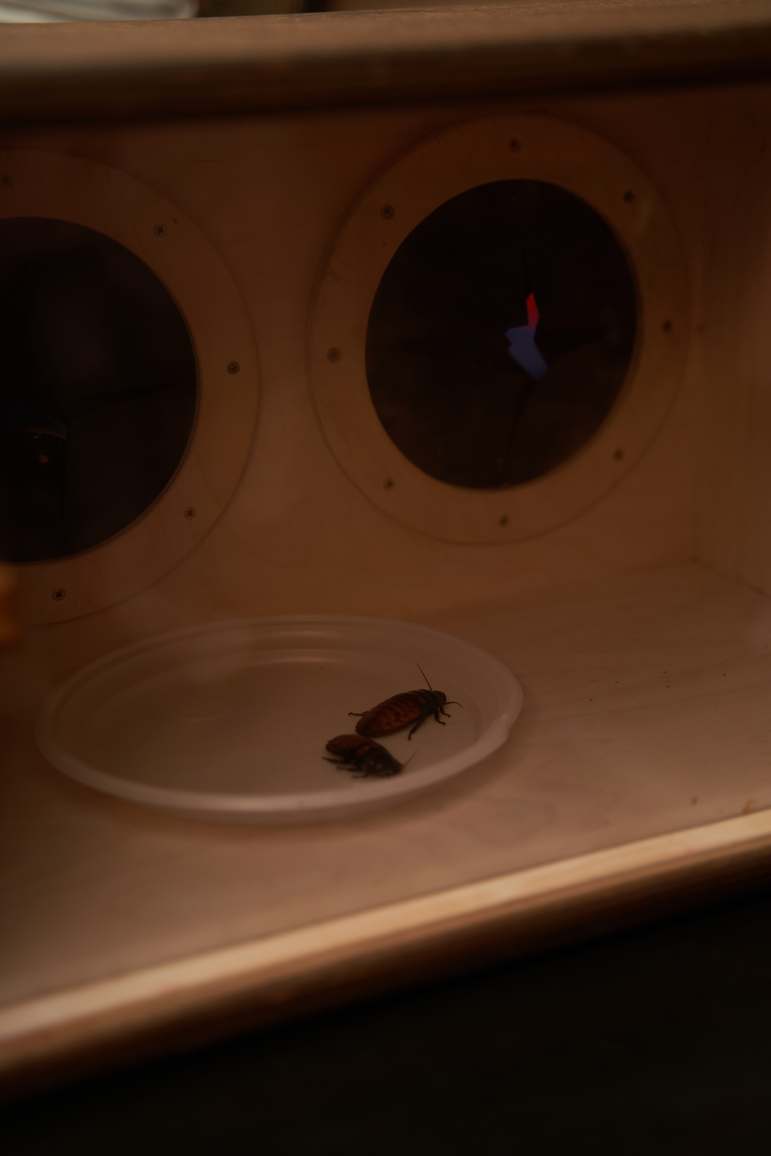 Дни рождения. Гасанова Любовь фотограф в Москве