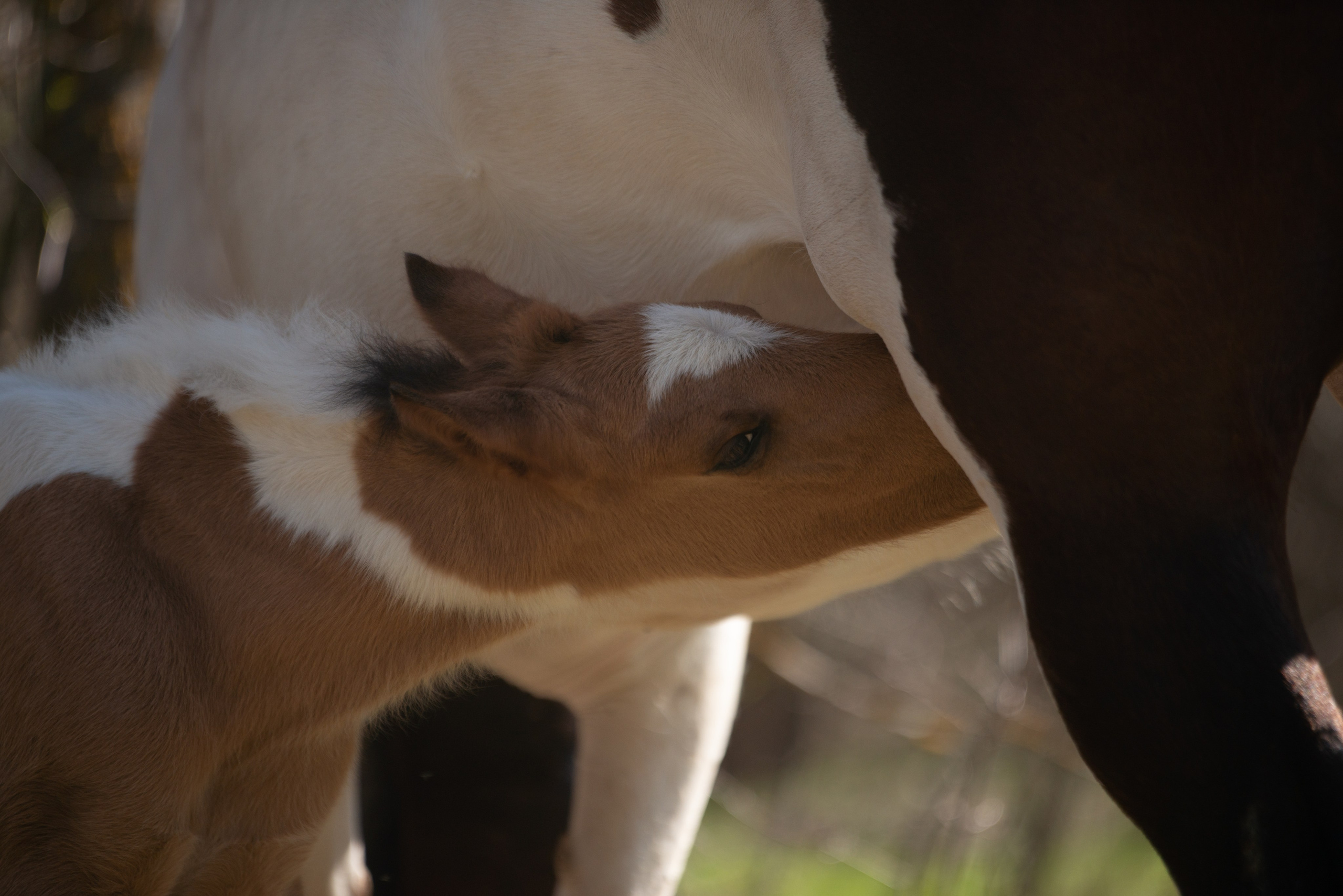Жеребёнок Митяй. Конный фотограф в Саратове Юлия Иванова