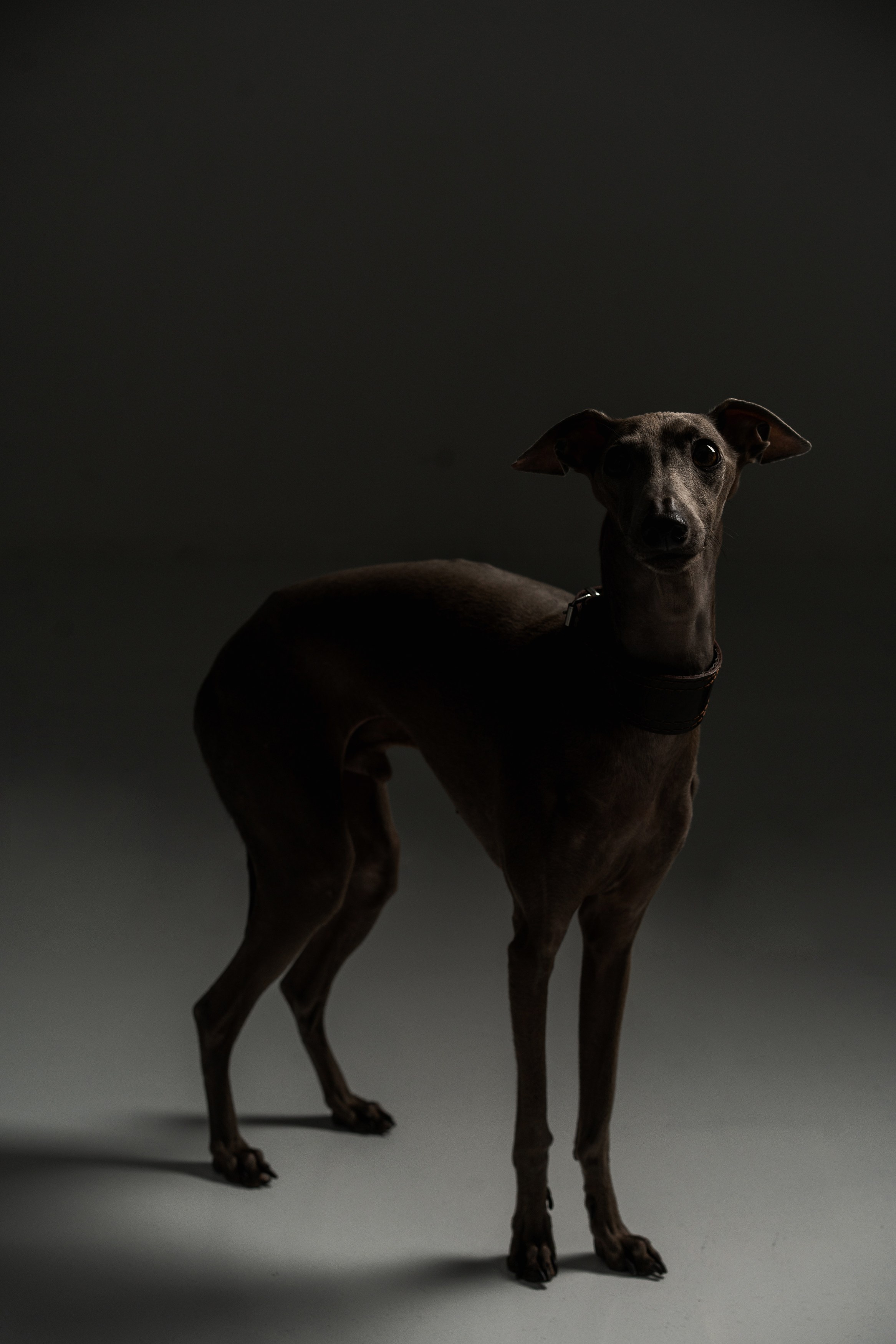 Анимализм. Портретный фотограф Олеся Владимирова в Москве