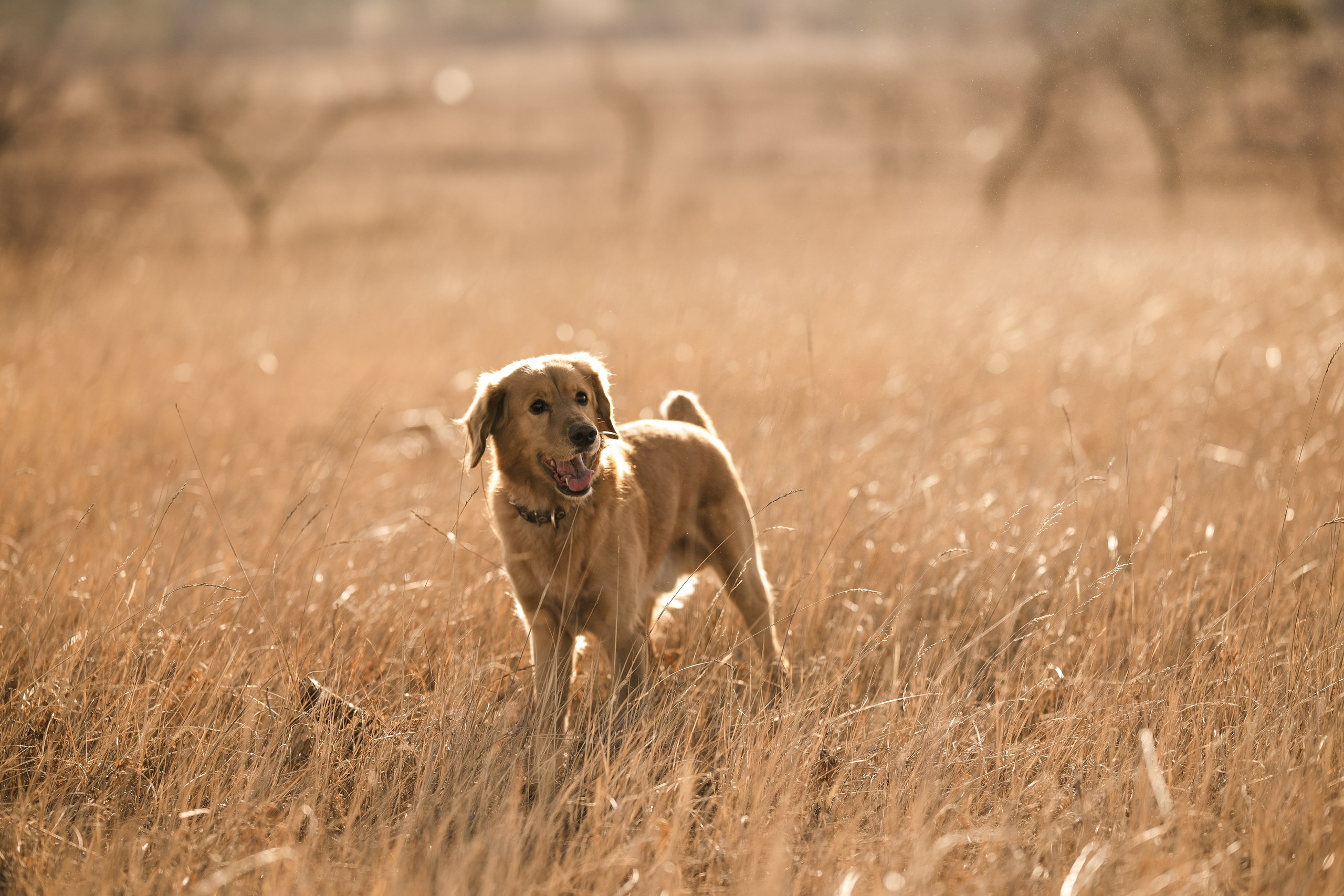 Фотосессия Натальи и Тимофея. Портретный фотограф в Чите Анна Камратова. Помогу Вам создать историю, в которой Вы — главный герой!
