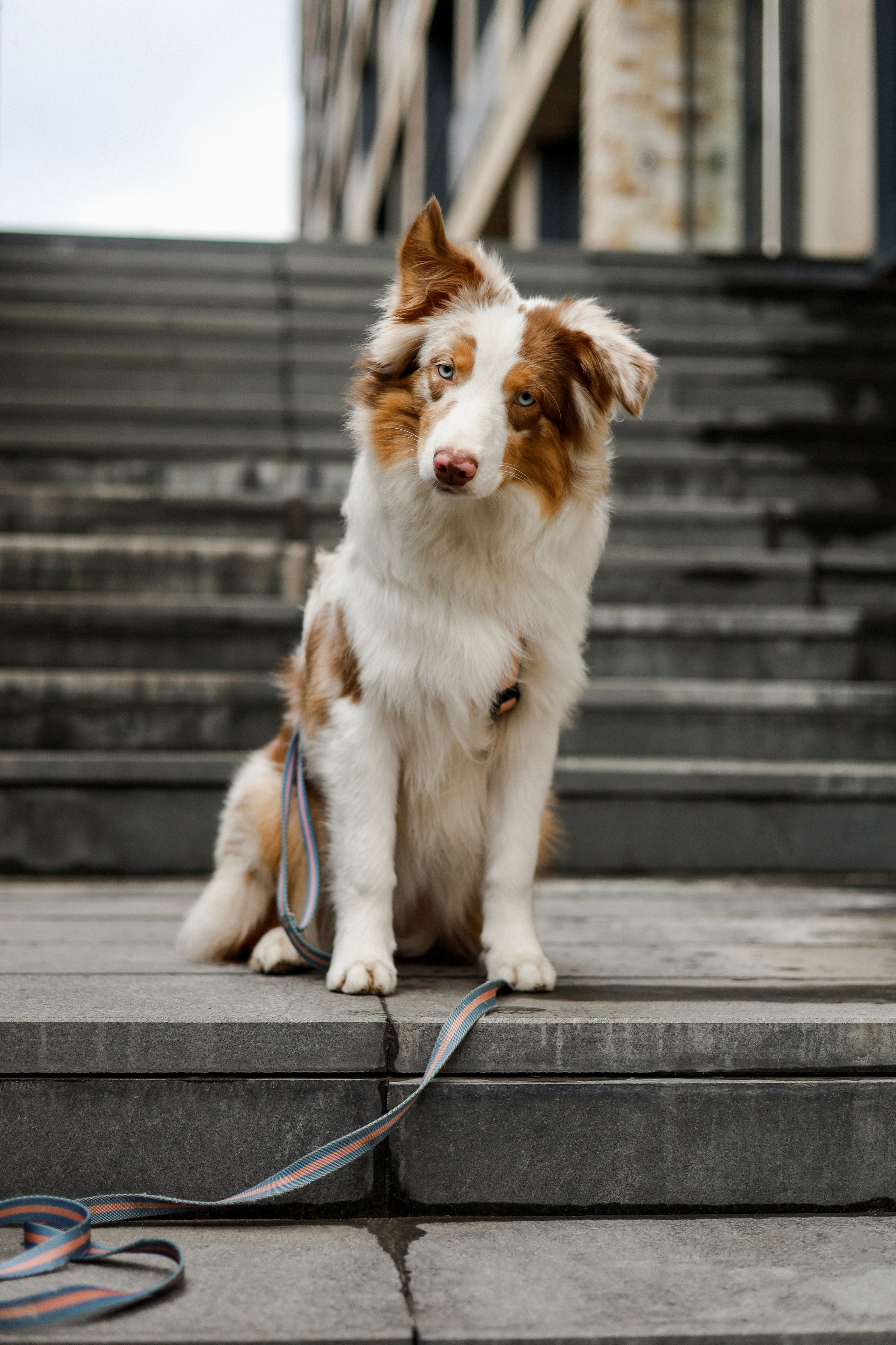 Бри и Яна. Фотограф-анималист Ксения Шевцова|Москва