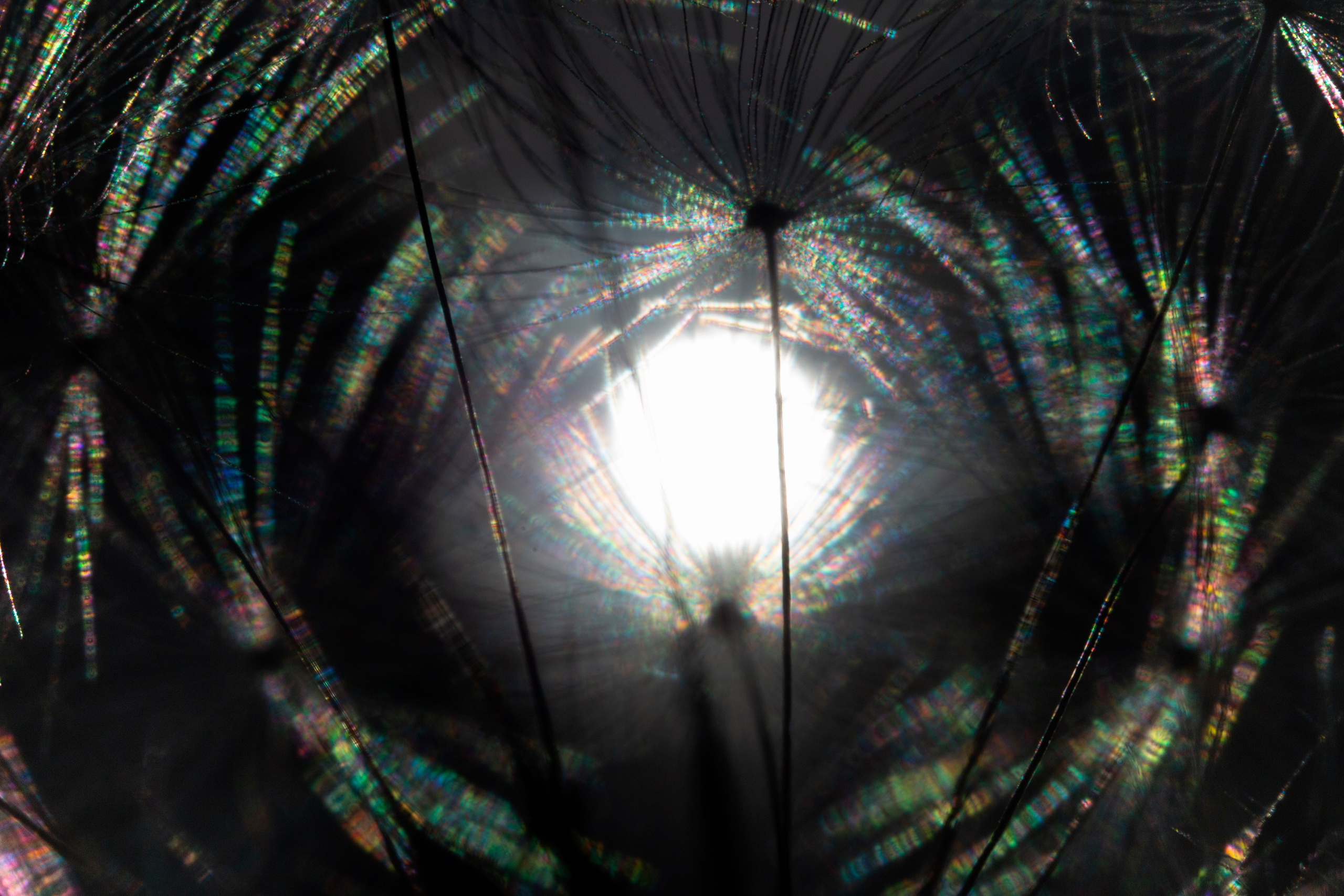 Макро. Фотограф Лагутин Анатолий