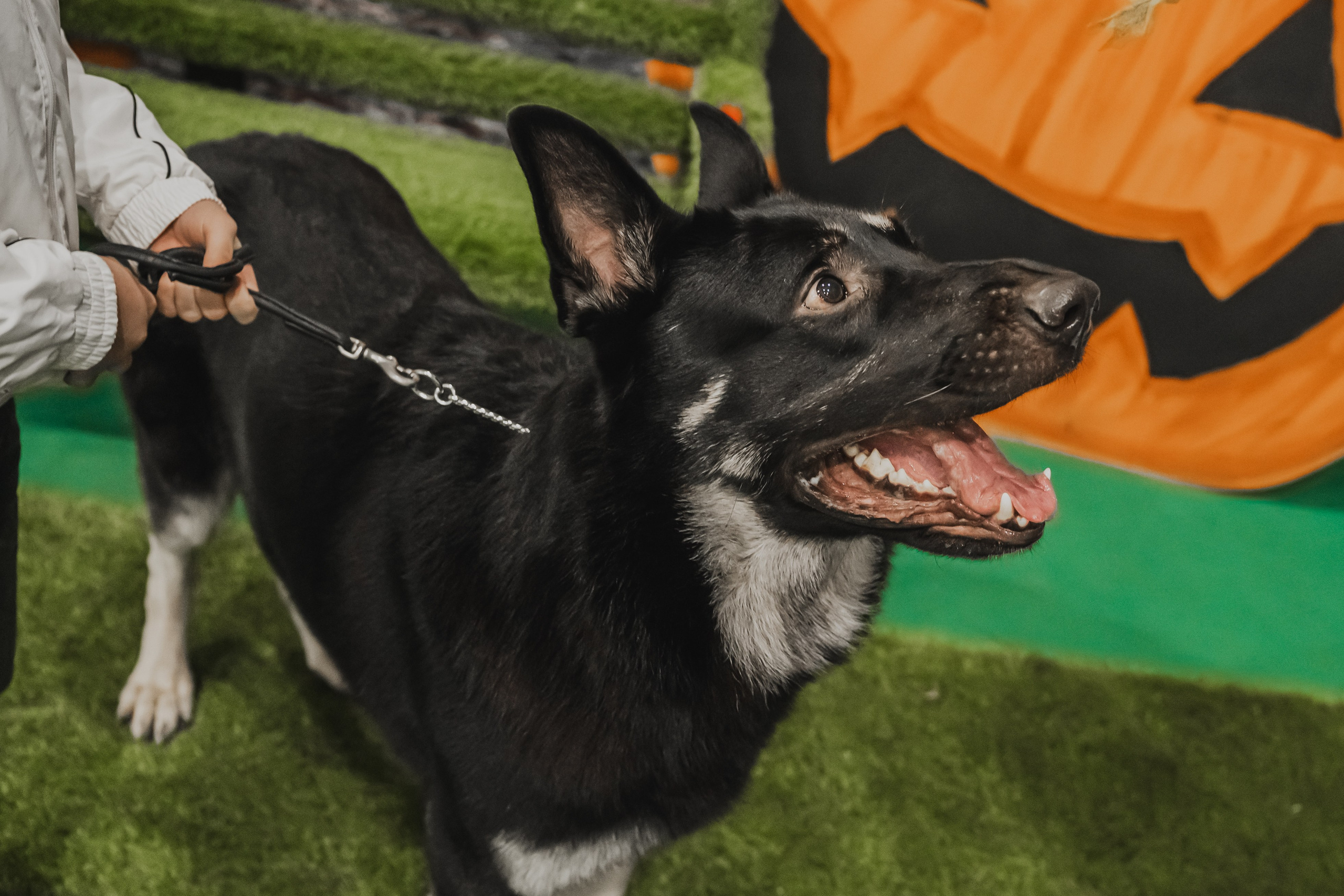 Международная выставка собак всех пород. Репортажный фотограф Анастасия Рубцова