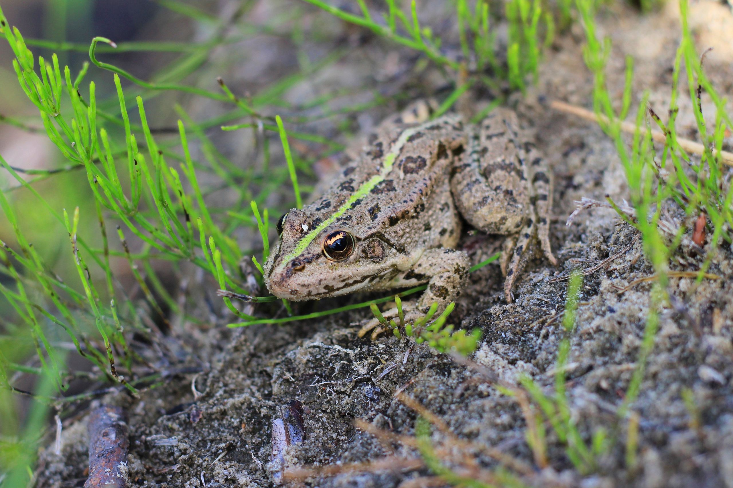 Животные. Команда фотографов Кристины Ивановой