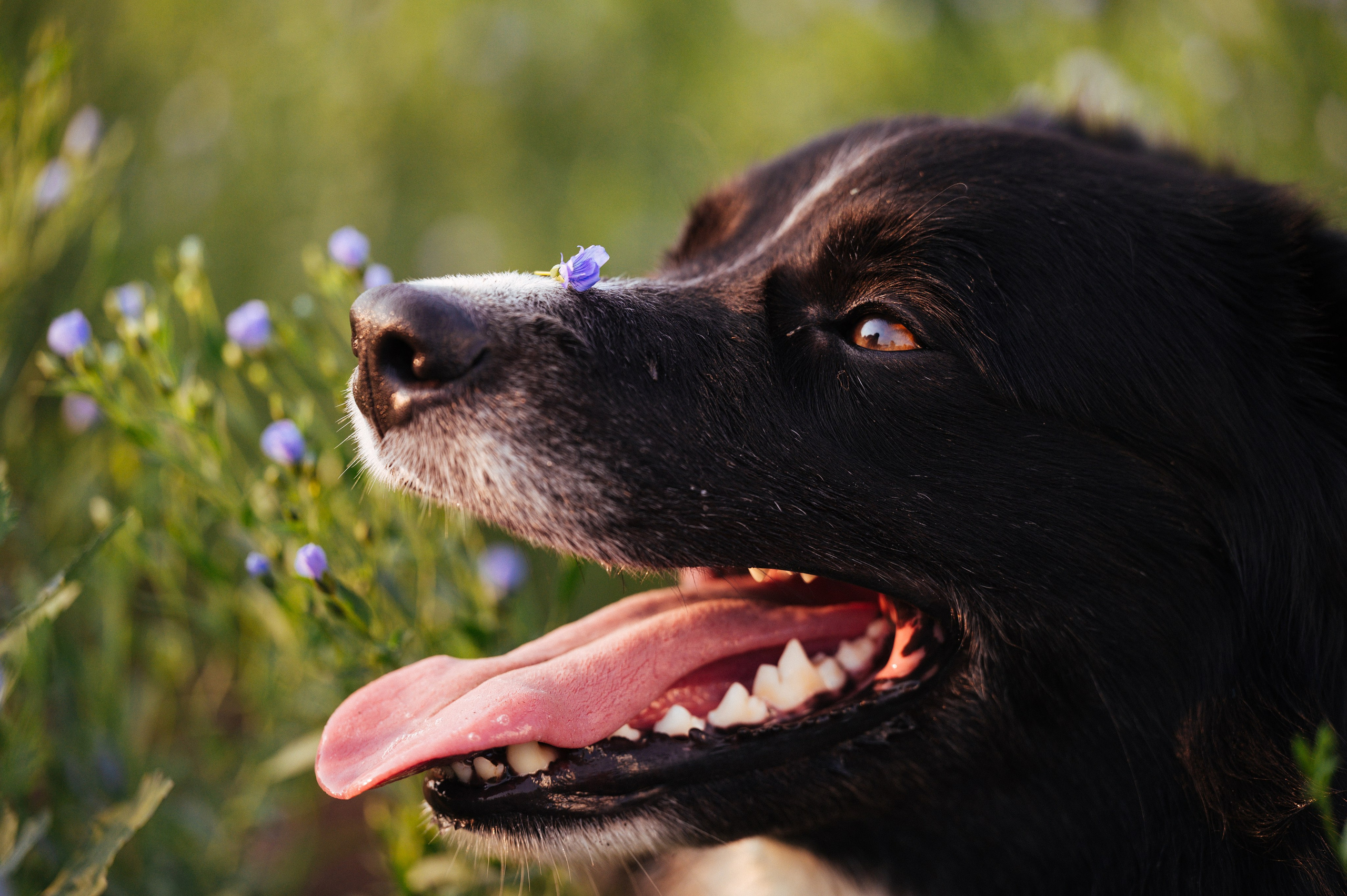 Прогулка на рассвете с бордер-колли. Фотограф в Ростове —на — Дону