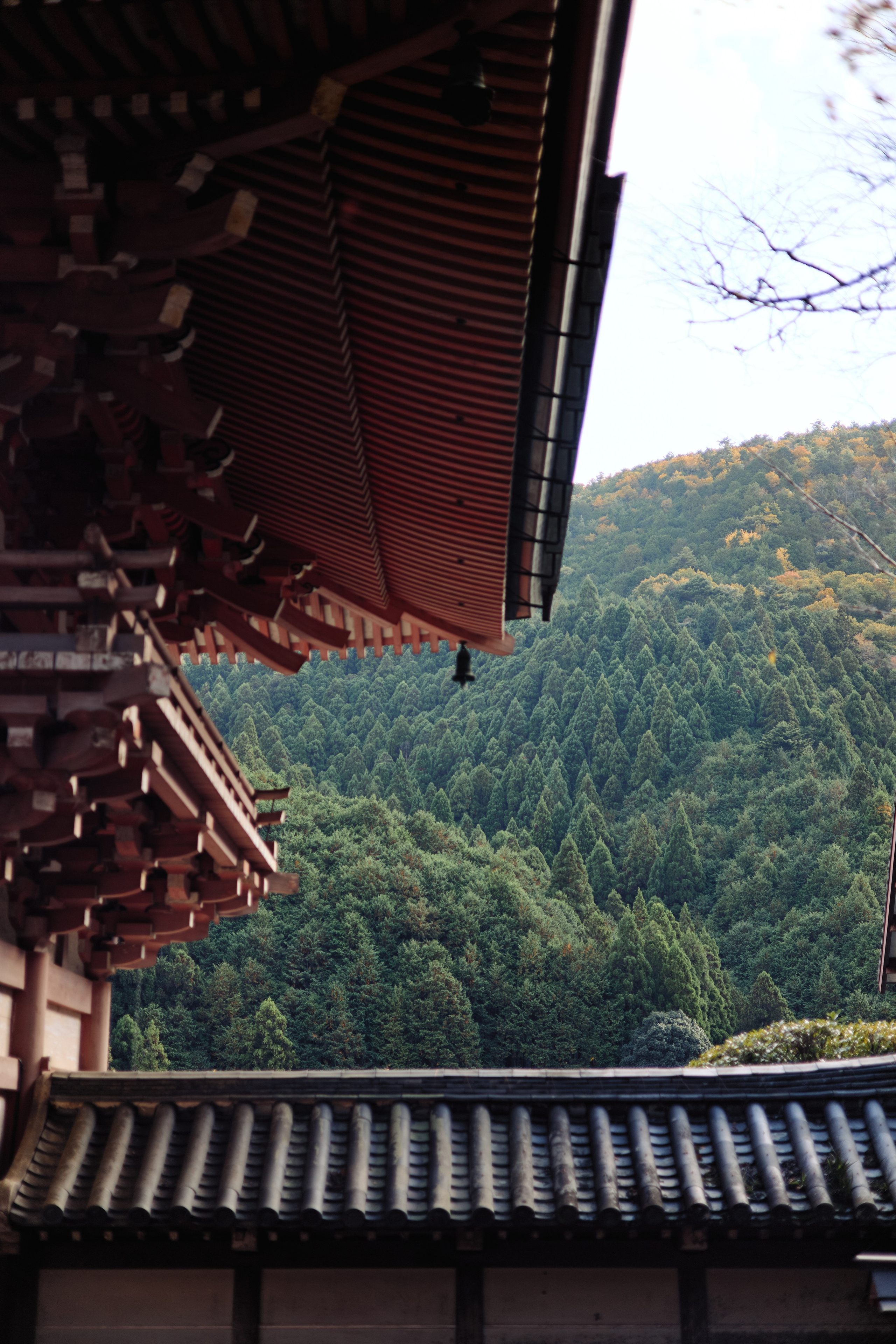 Япония. Профессиональный Фотограф во Владимире, в Москве и в Суздале — Полина Романычева