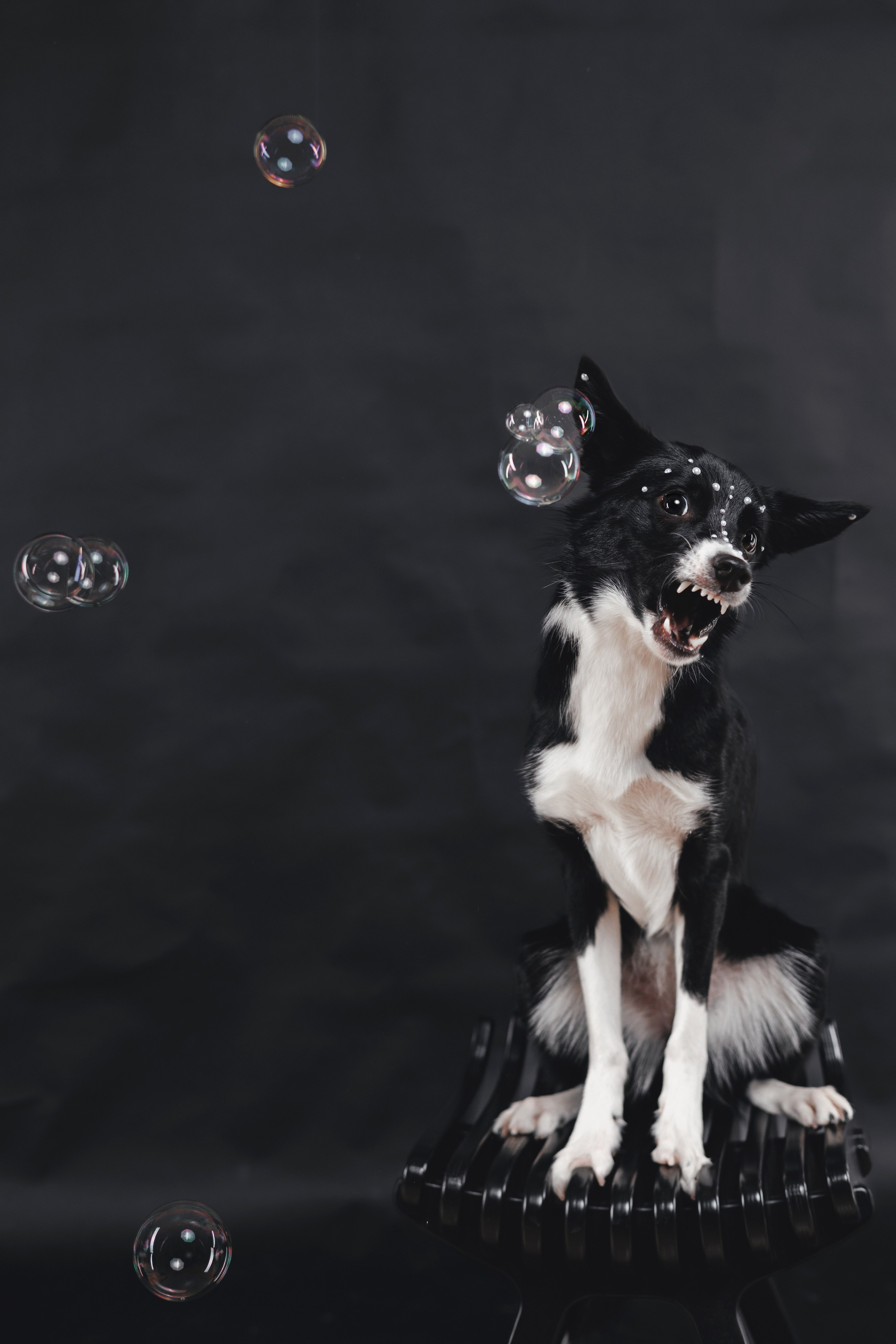 Рей в студии. Фотограф — анималист Владивосток, Алина