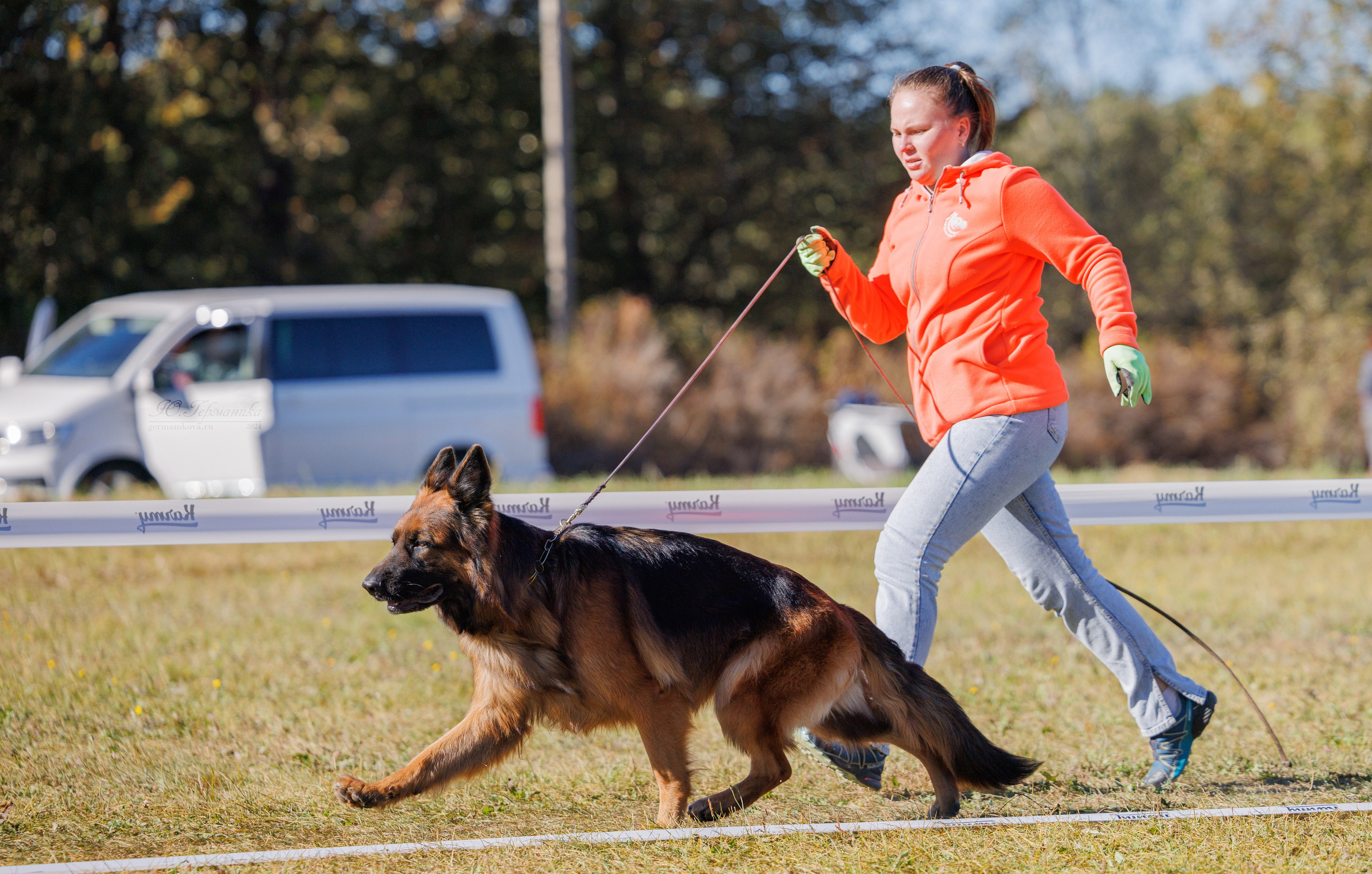 Тверь немецкие овчарки 22.09.2024. Фотограф-анималист Юлия Германика