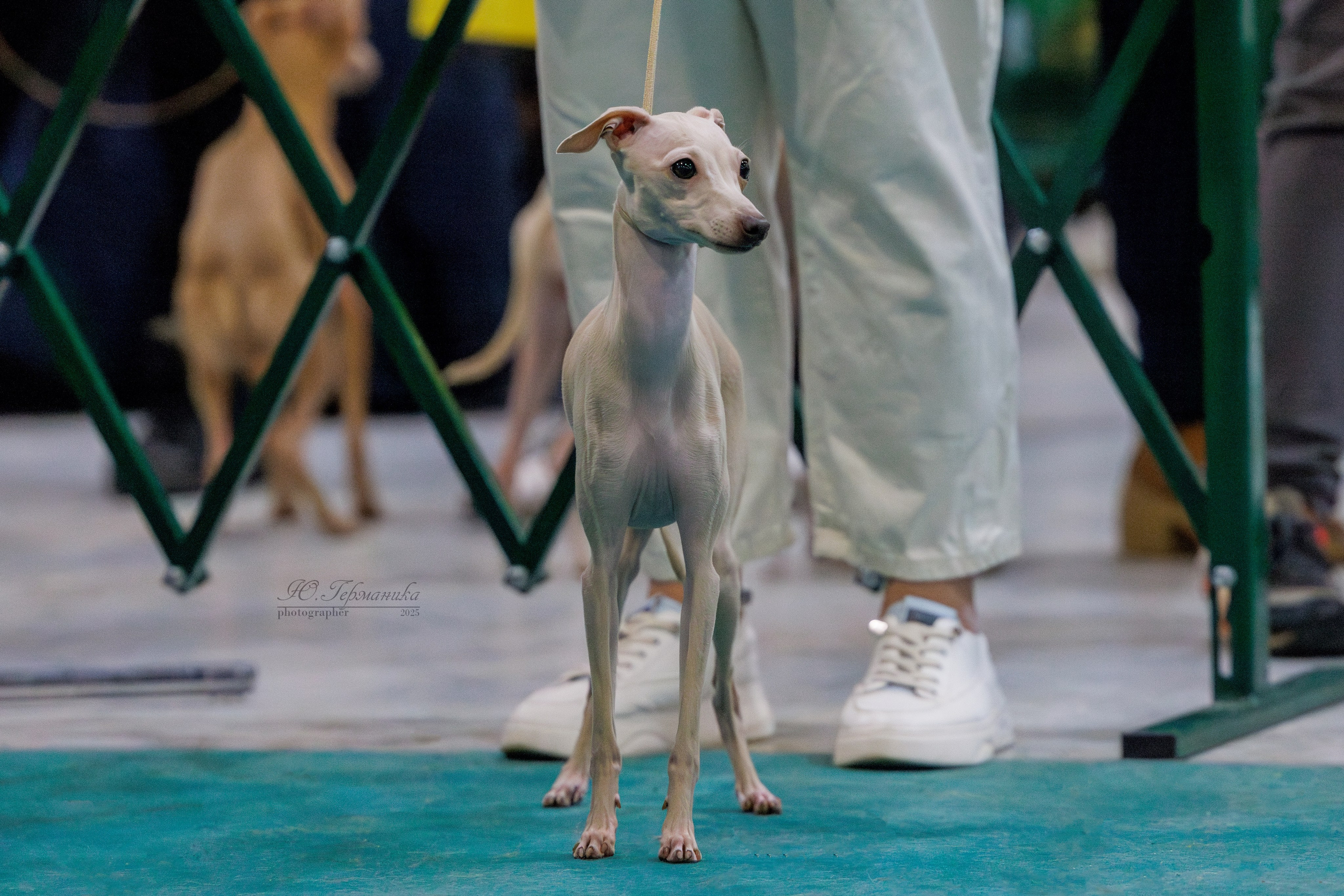 Питер ротвейлеры 18.01,Крокус 19.01.2025. Фотограф-анималист Юлия Германика