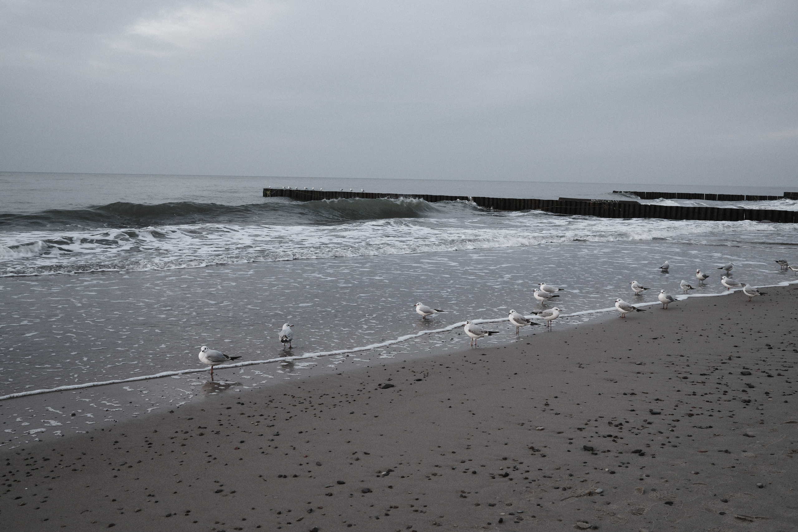 Зеленоградск. Калининградская область. Алексей Торопов фотограф