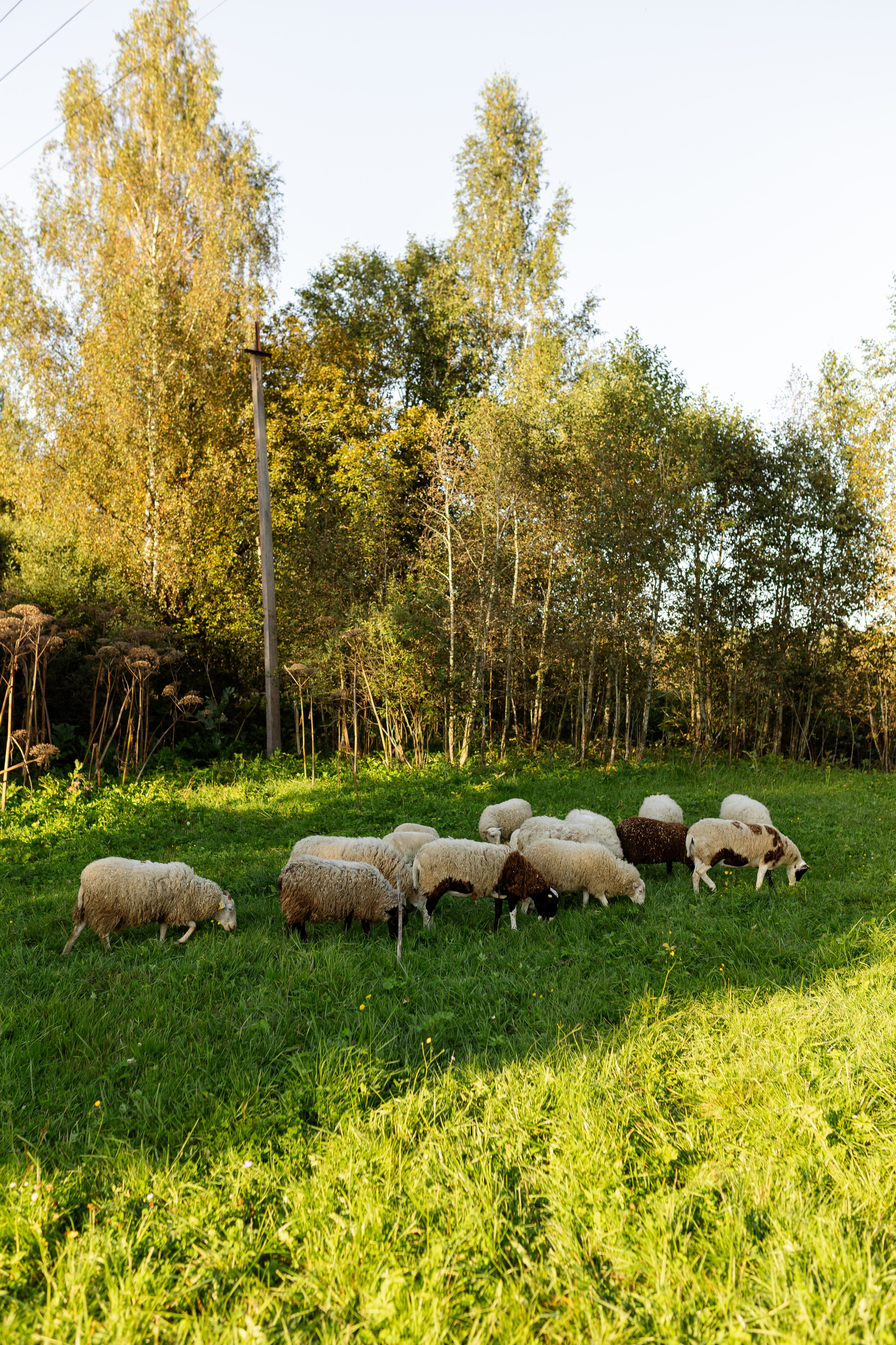 Farm. Свадебный фотограф в СПБ | Санкт-Петербурге Анастасия Рахимгулова