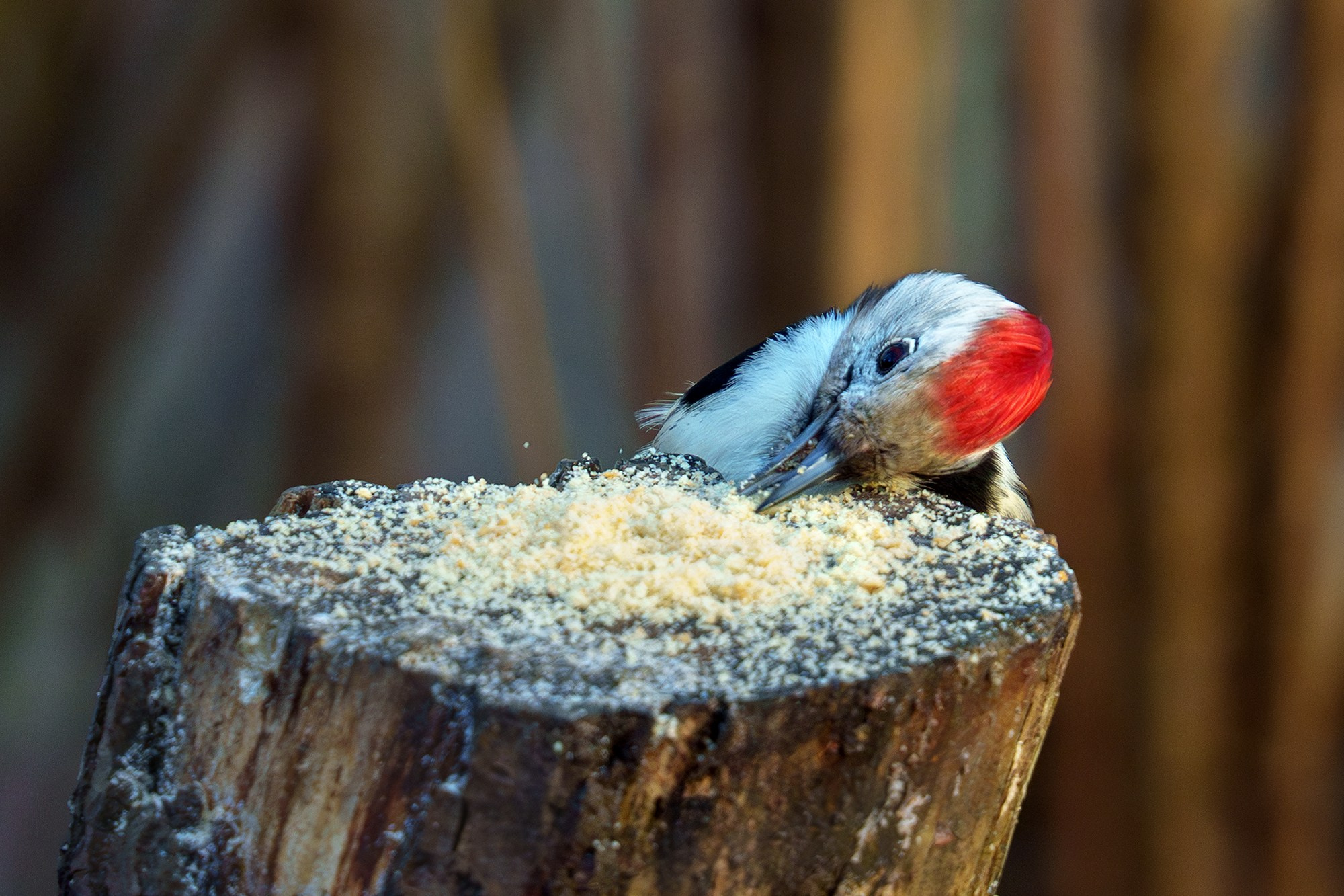 Удивительные мир птиц. Вокруг нас столько прекрасного — присмотритесь!. Ваш личный фотограф Марина Волкова