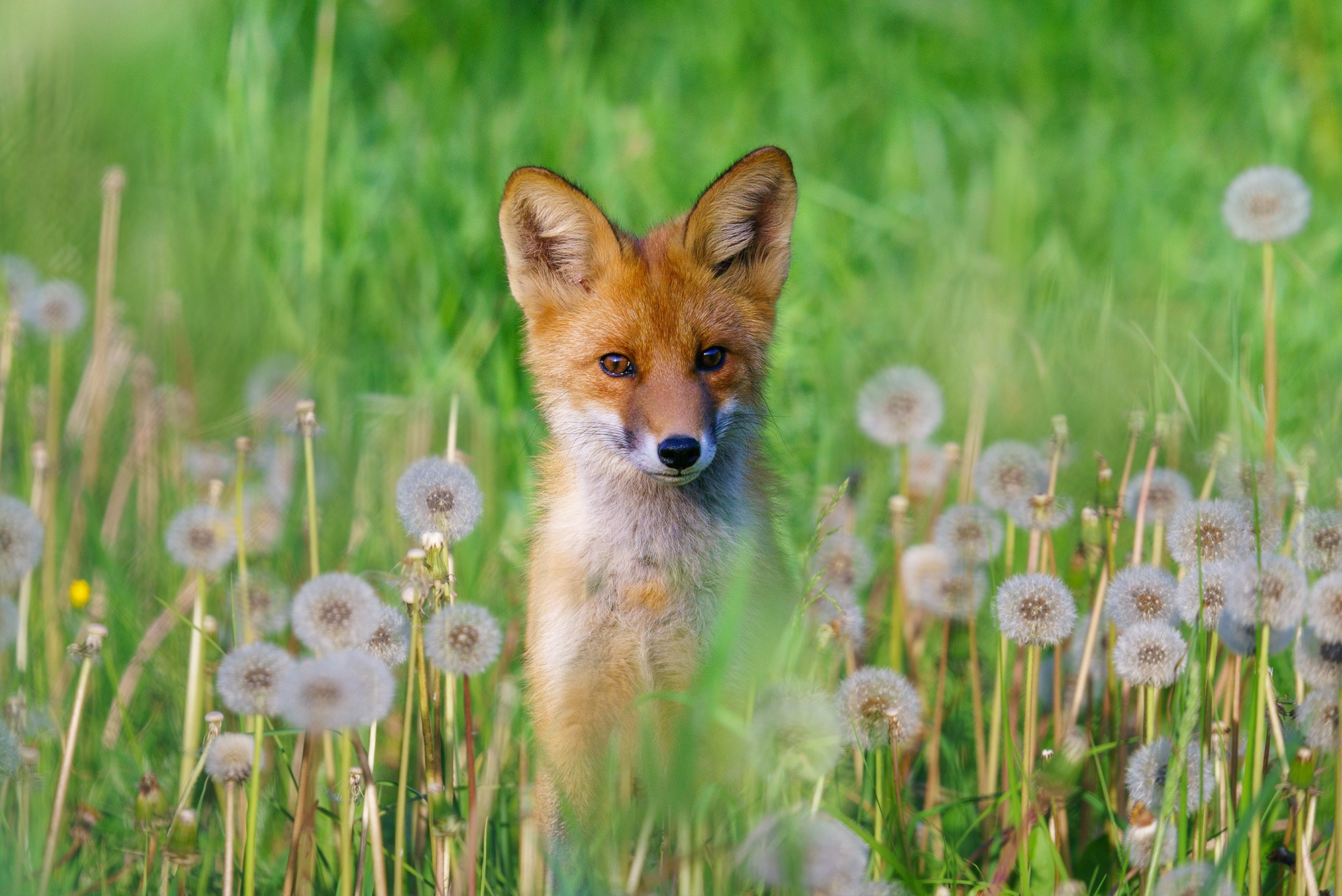 Животные. Ваш личный фотограф Марина Волкова