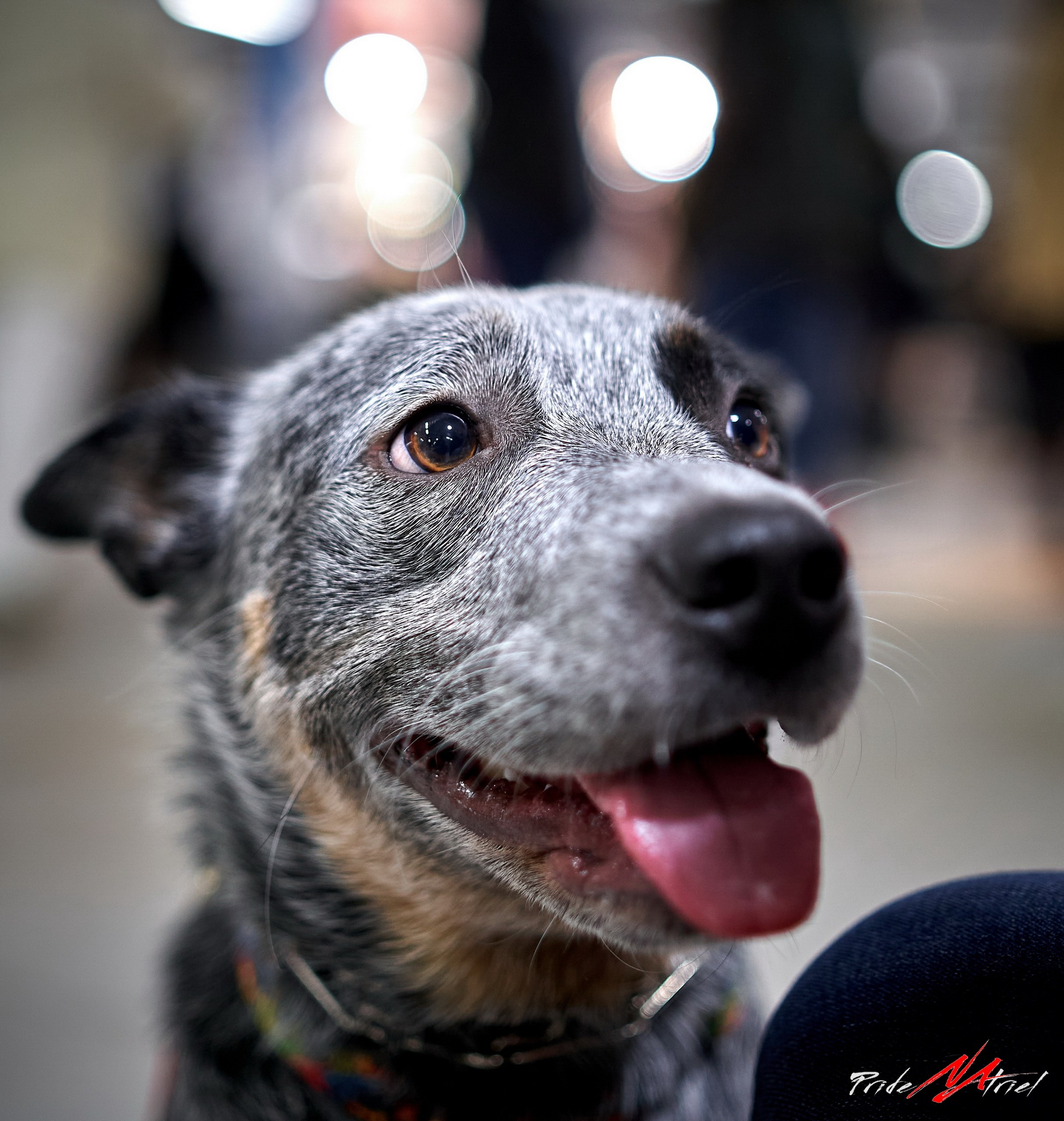 Портреты собак — галерея NATRIEL