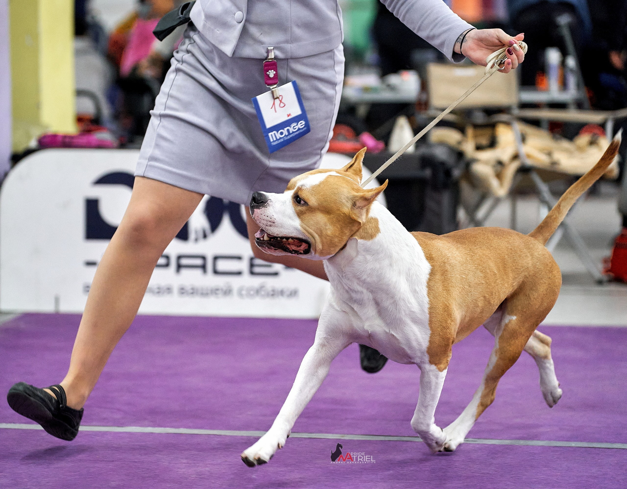 Работа в рингах — галерея NATRIEL