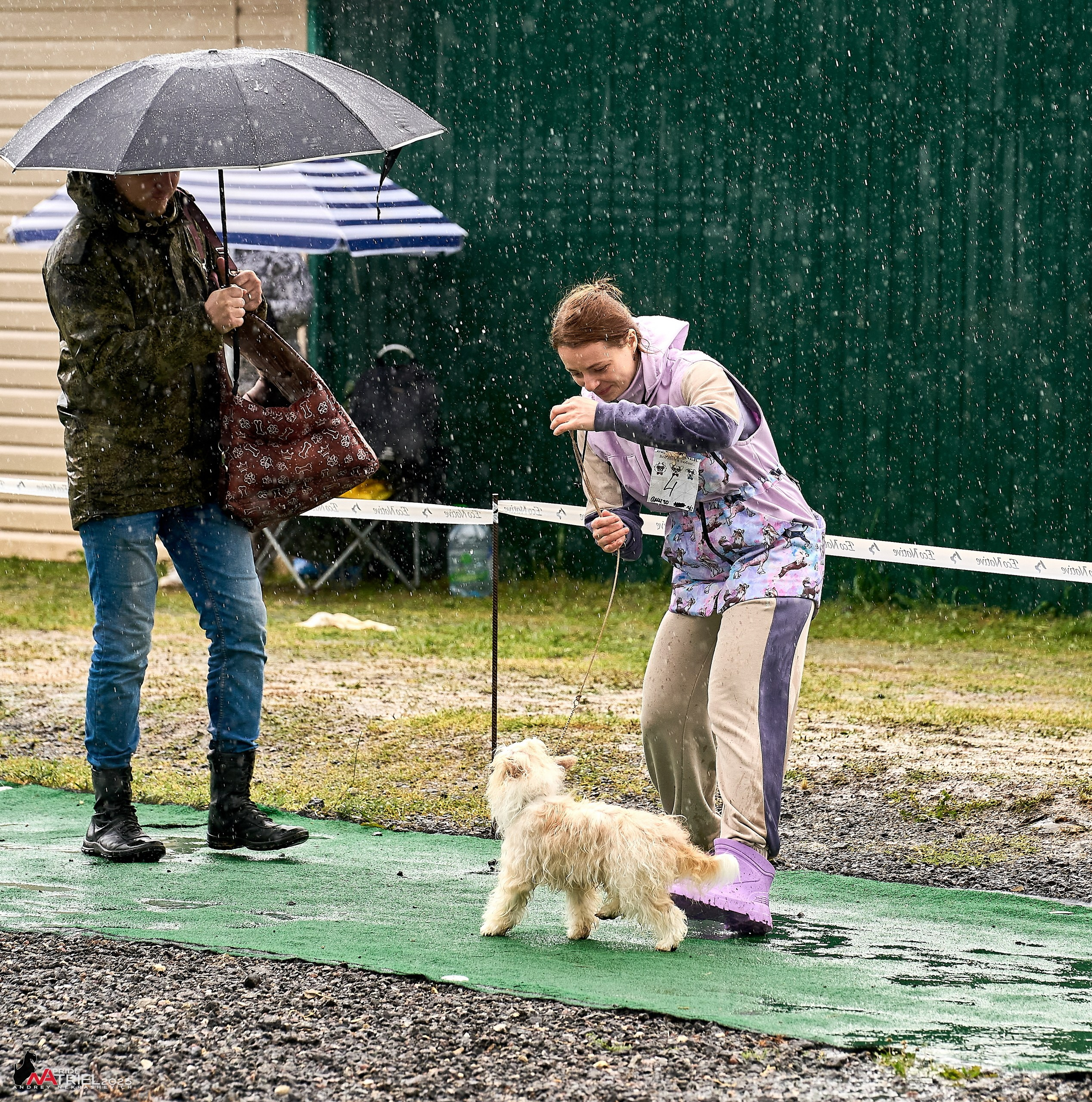 Репортаж с выставки собак