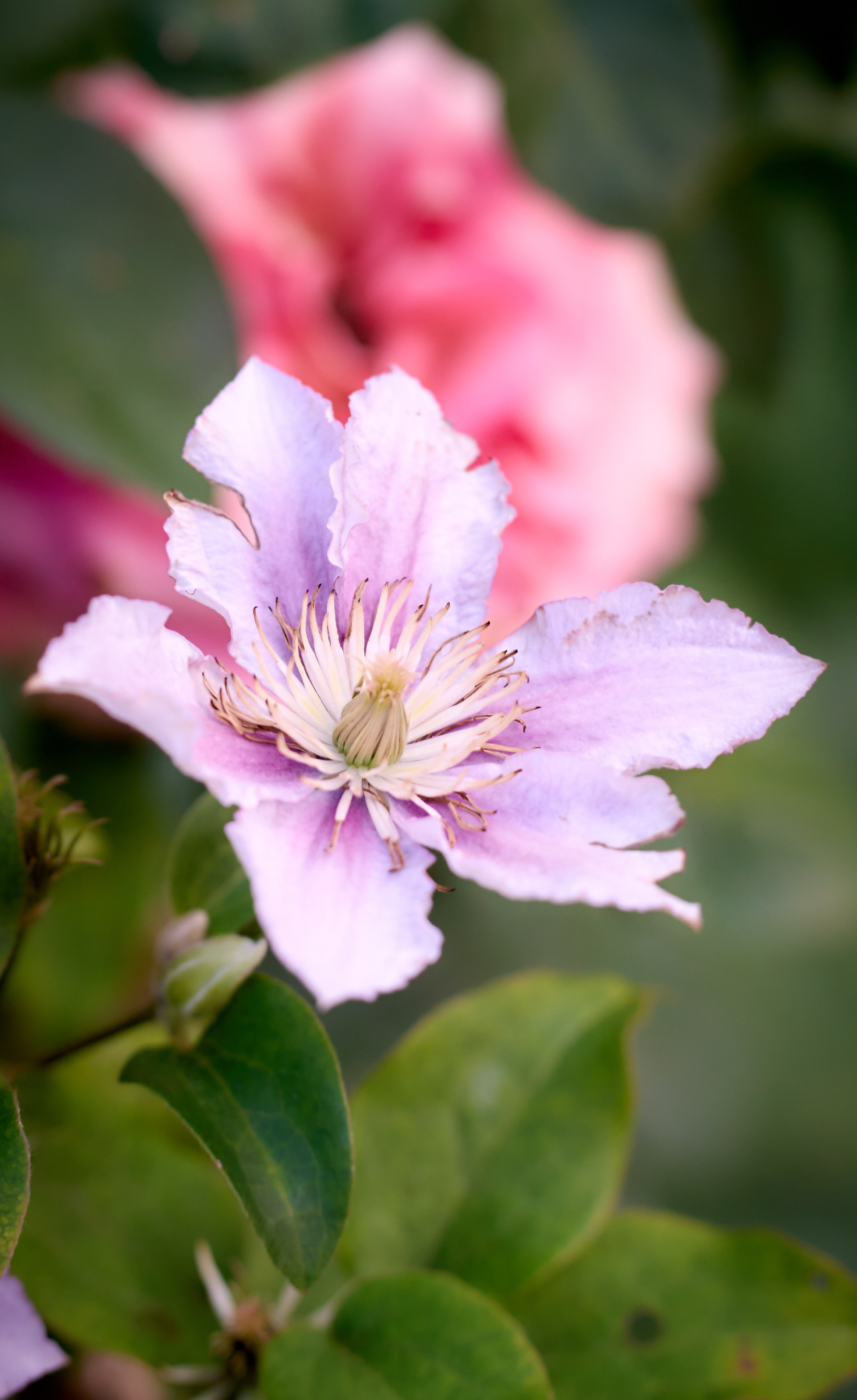 Лютики-цветочки — галерея NATRIEL