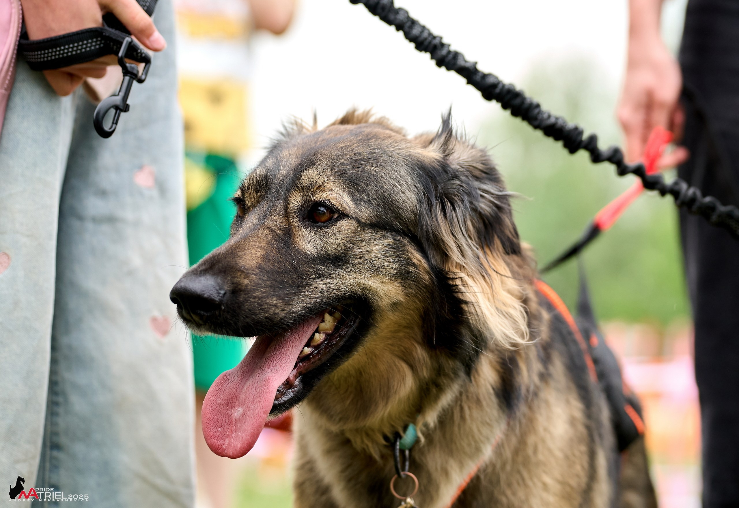 Russian Extreme Dog Trail — 2025