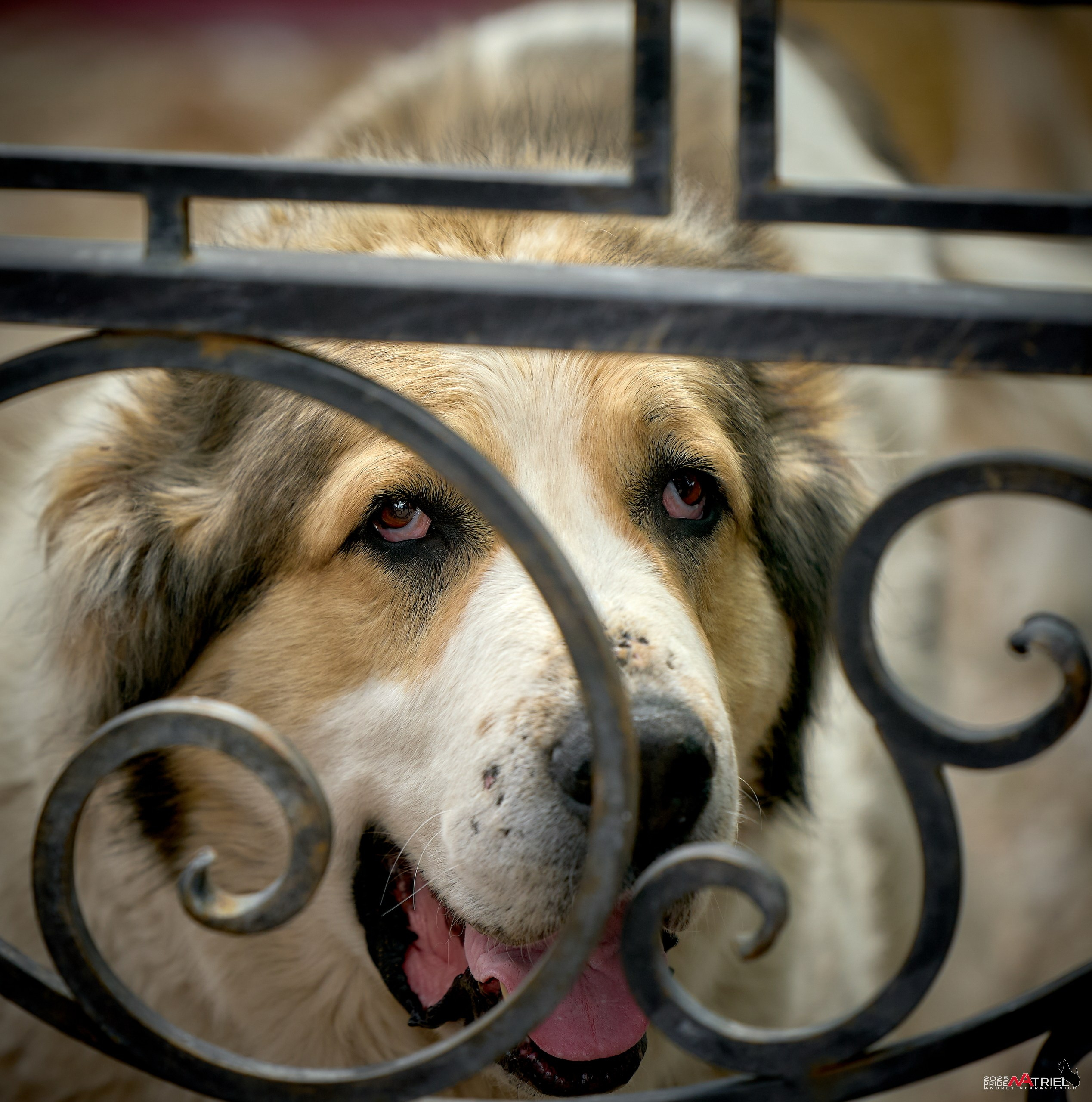 Съемка в питомнике